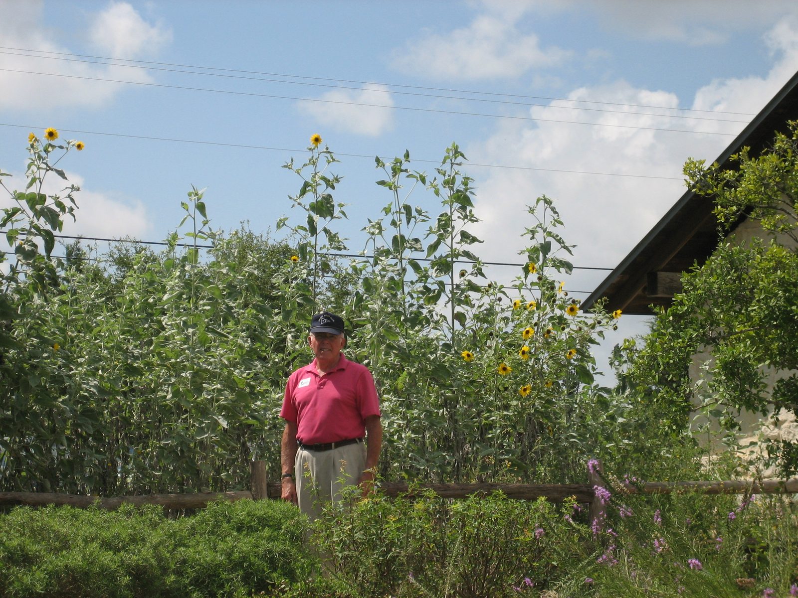 Dad and the sunflowers.