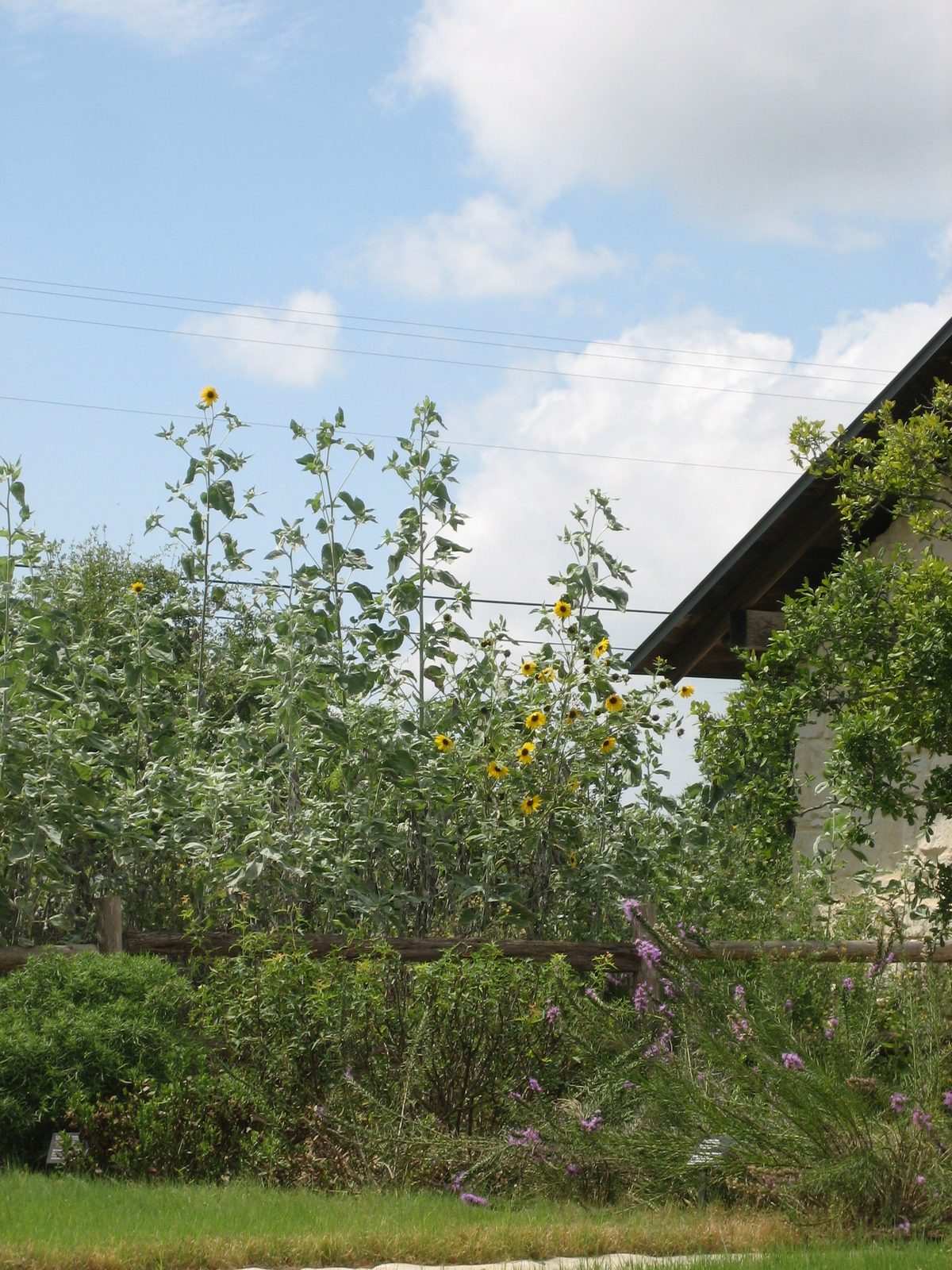 Very tall sunflowers.