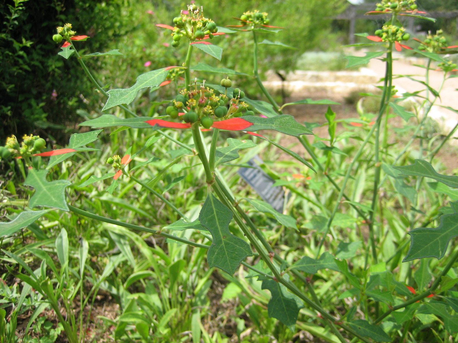 A bizarre plant with leaves that were red, green, or red and green.