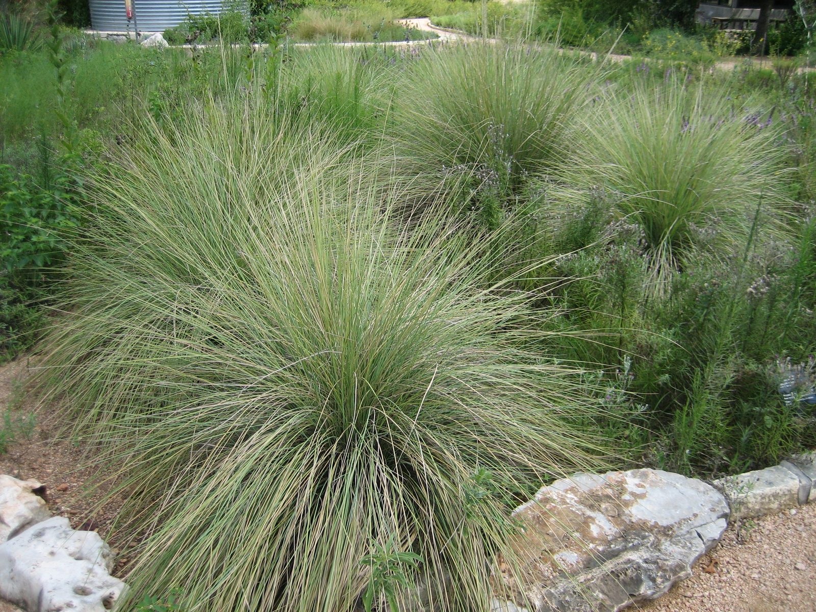 Pretty grasses.
