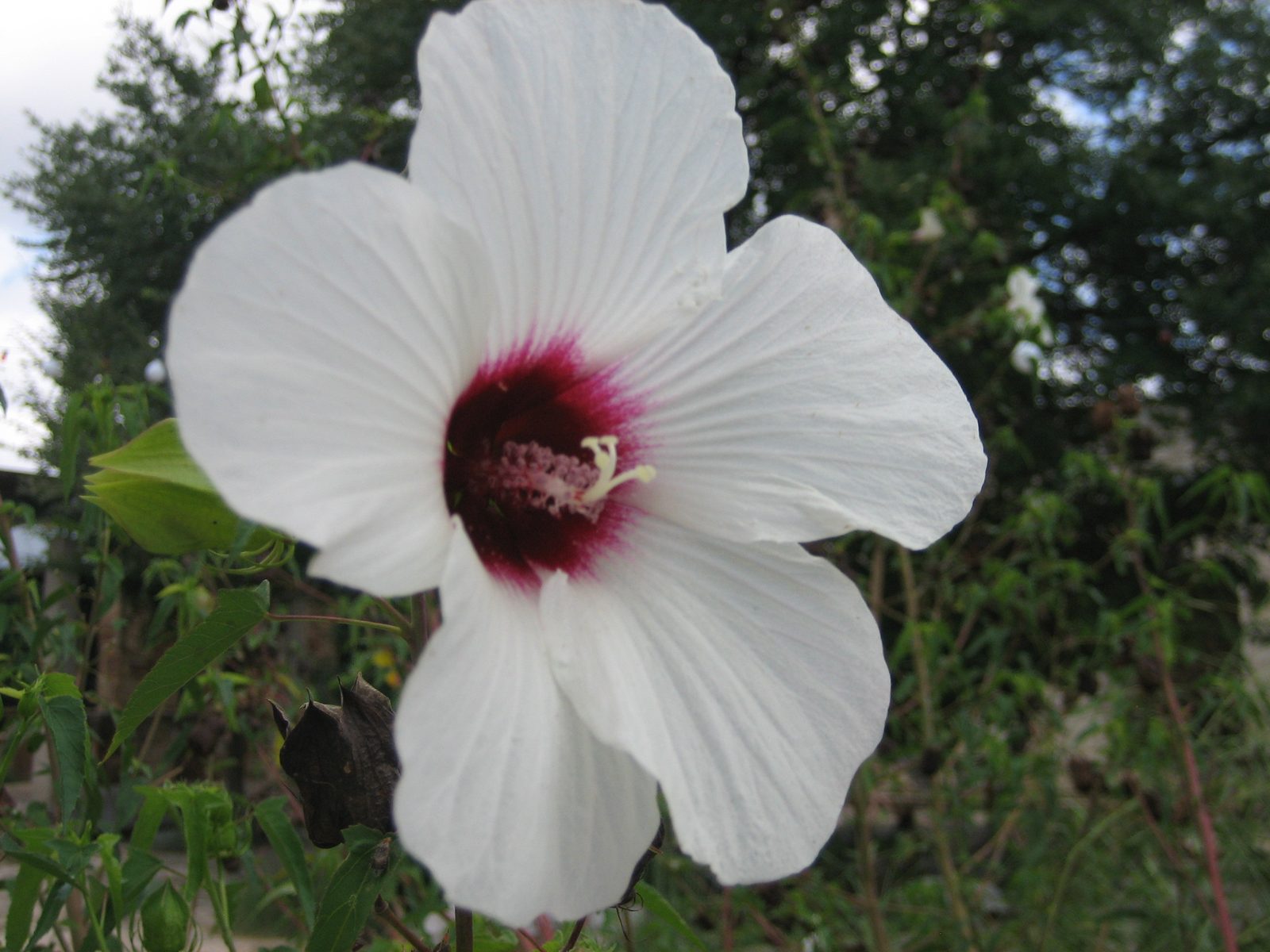 Big magnolia-looking flower.