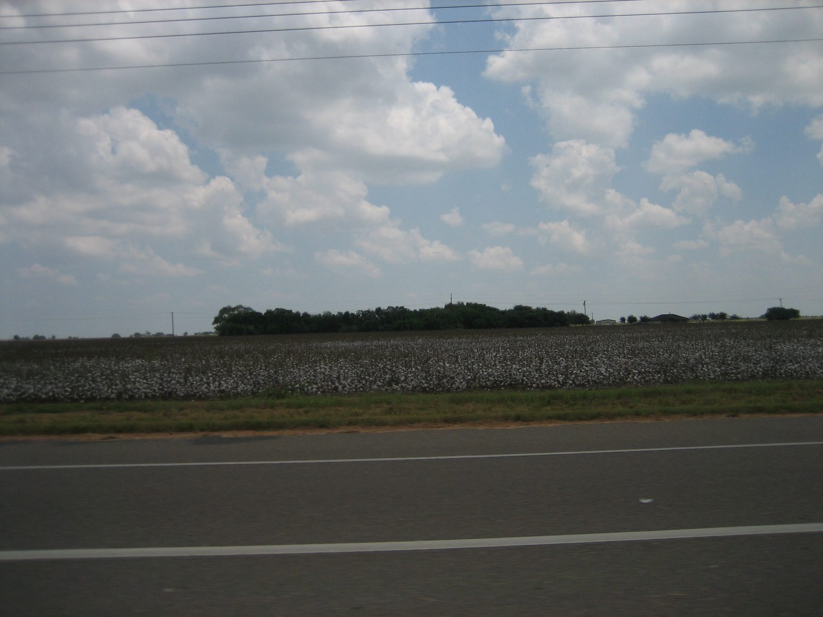 Cotton!  I love how it looks like snow.