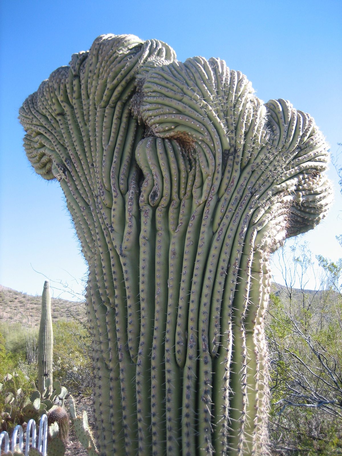Another cactus mutation that occurs every 200,000 saguaros or so.  Does this mean we saw 200,000+ cacti?