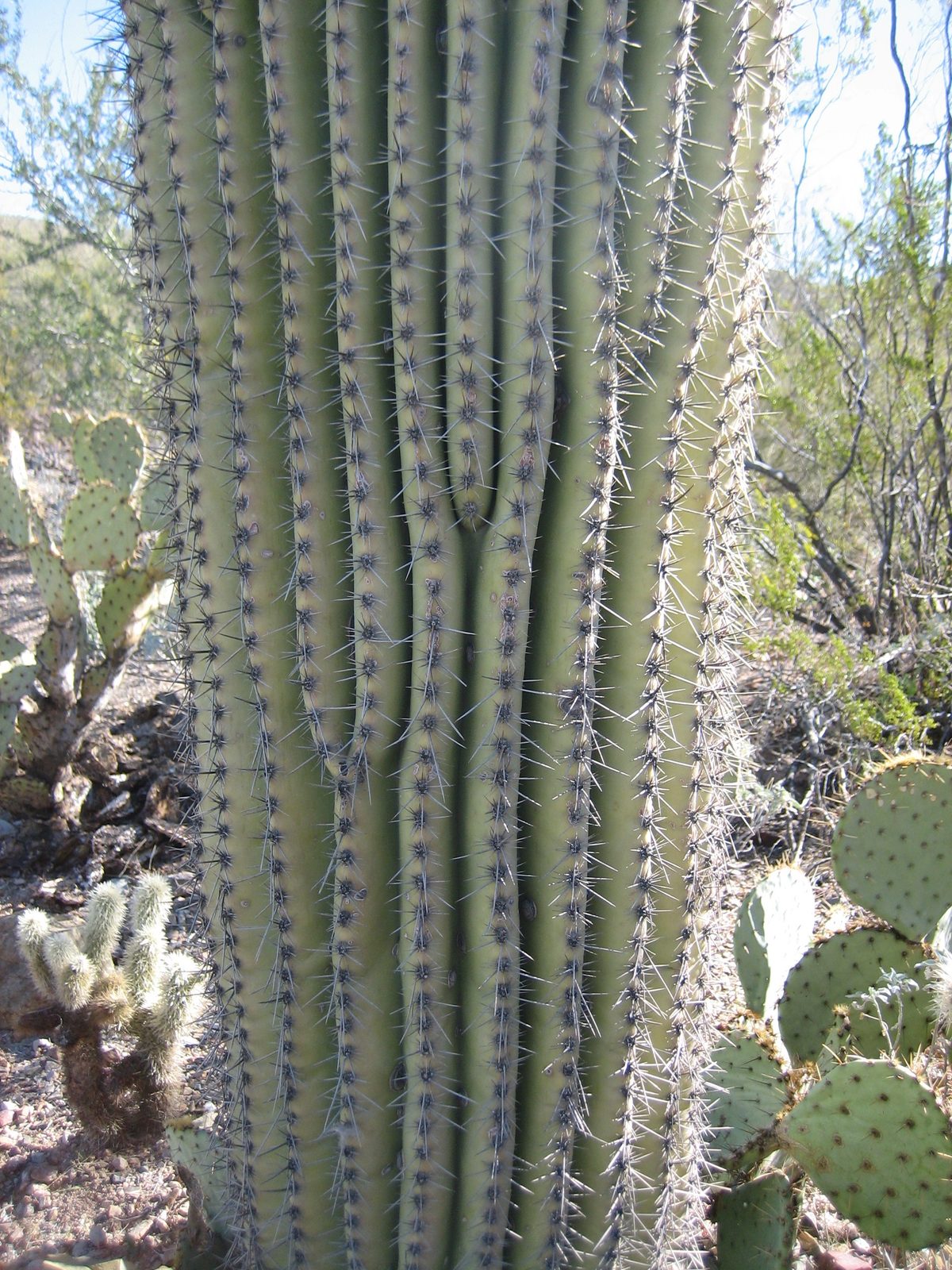Dislocations occur in the ribs of the cactus (sorry, this probably only interests someone who...