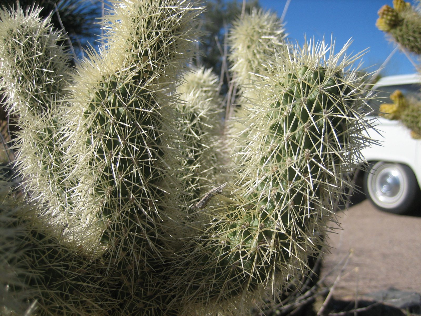 Teddy bear cactus: so cute and so cuddly.