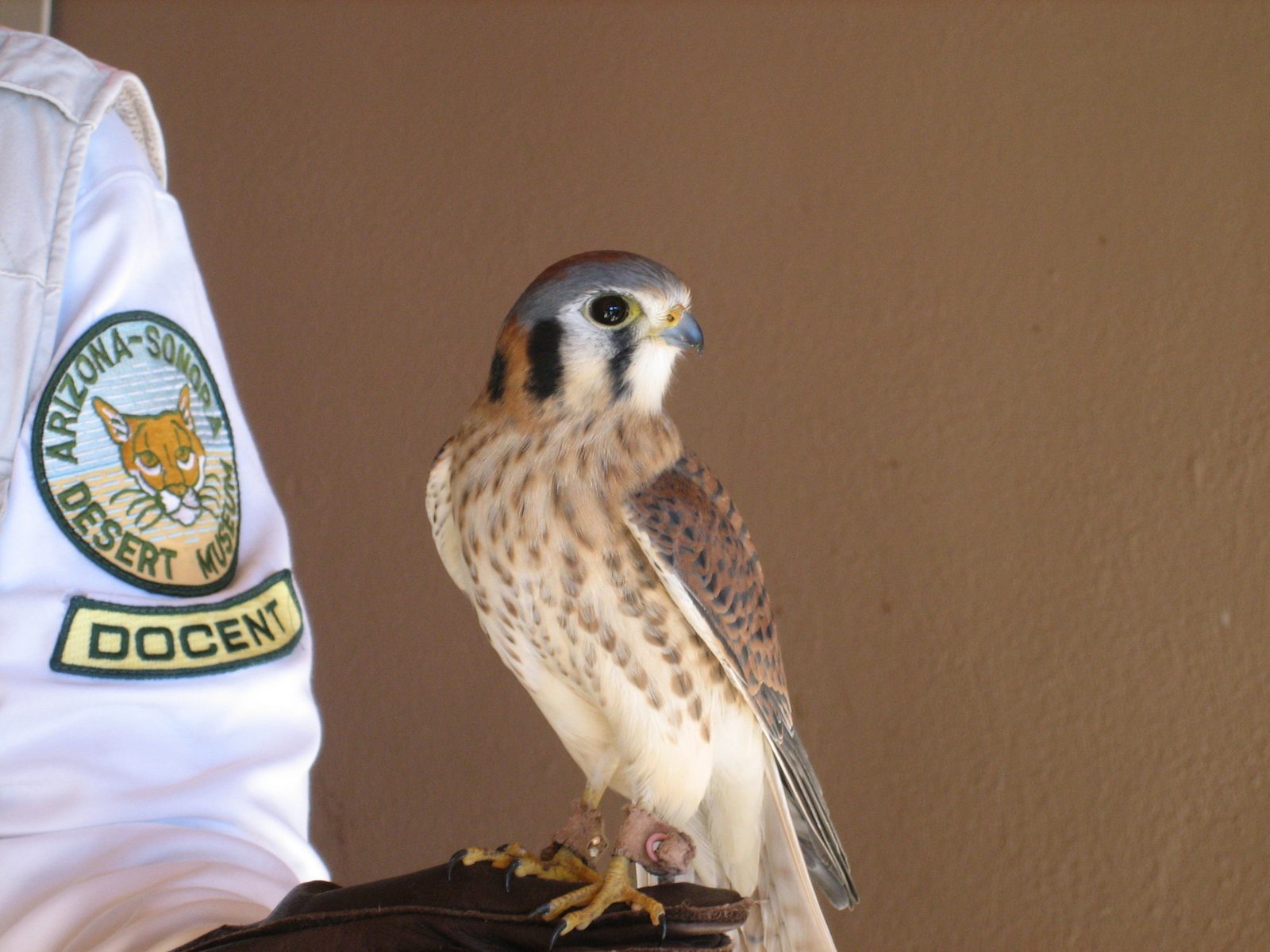 A very pretty little bird, the species of which I cannot remember.