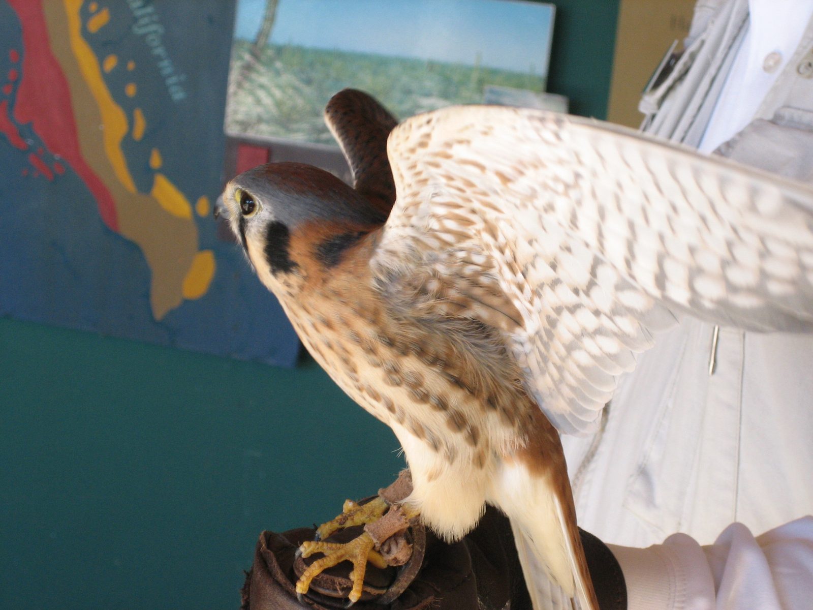 Not the awesomest of pictures, but it shows a bit of the underside of her wings.  Apparently the...