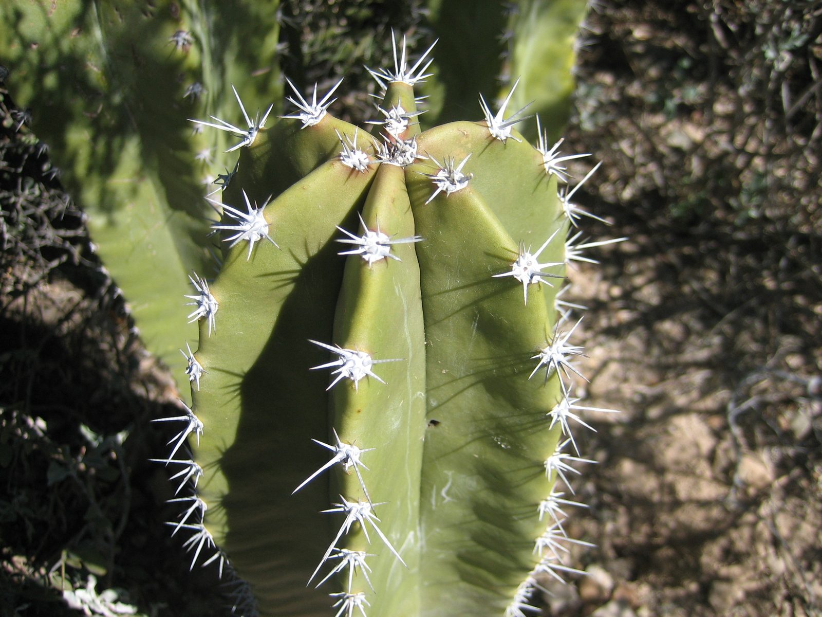 Turns out that a cactus is not actually a cactus unless it has multiple spines coming out of one...