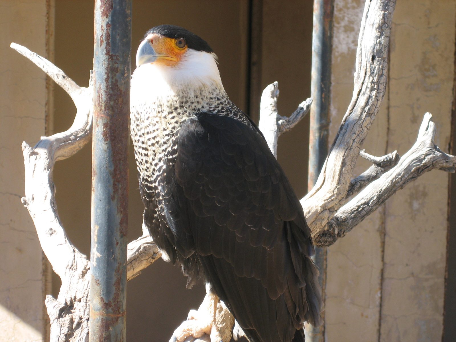 Mr. Falcon says hello.