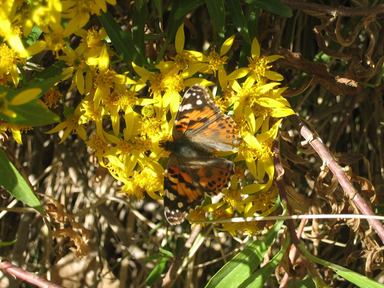 Butterfly.  One of the ways to distinguish a butterfly from a moth: butterflies rest with their...