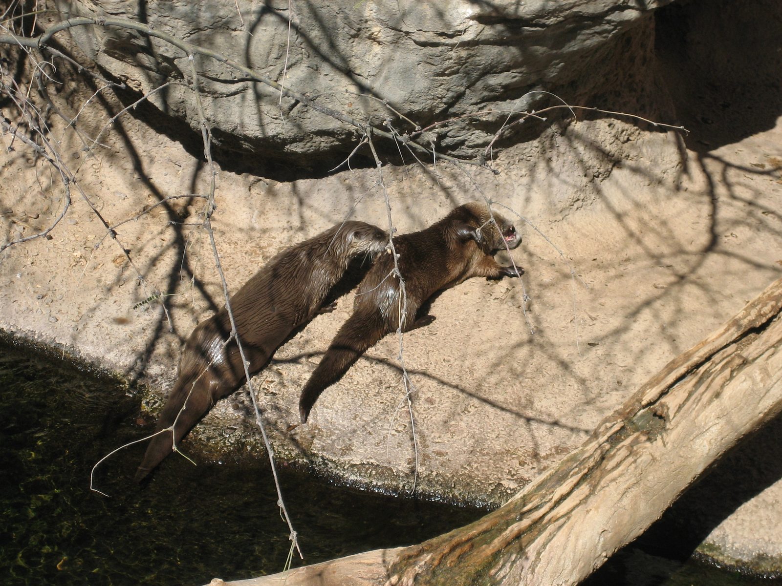River otters.  So very, very cute.