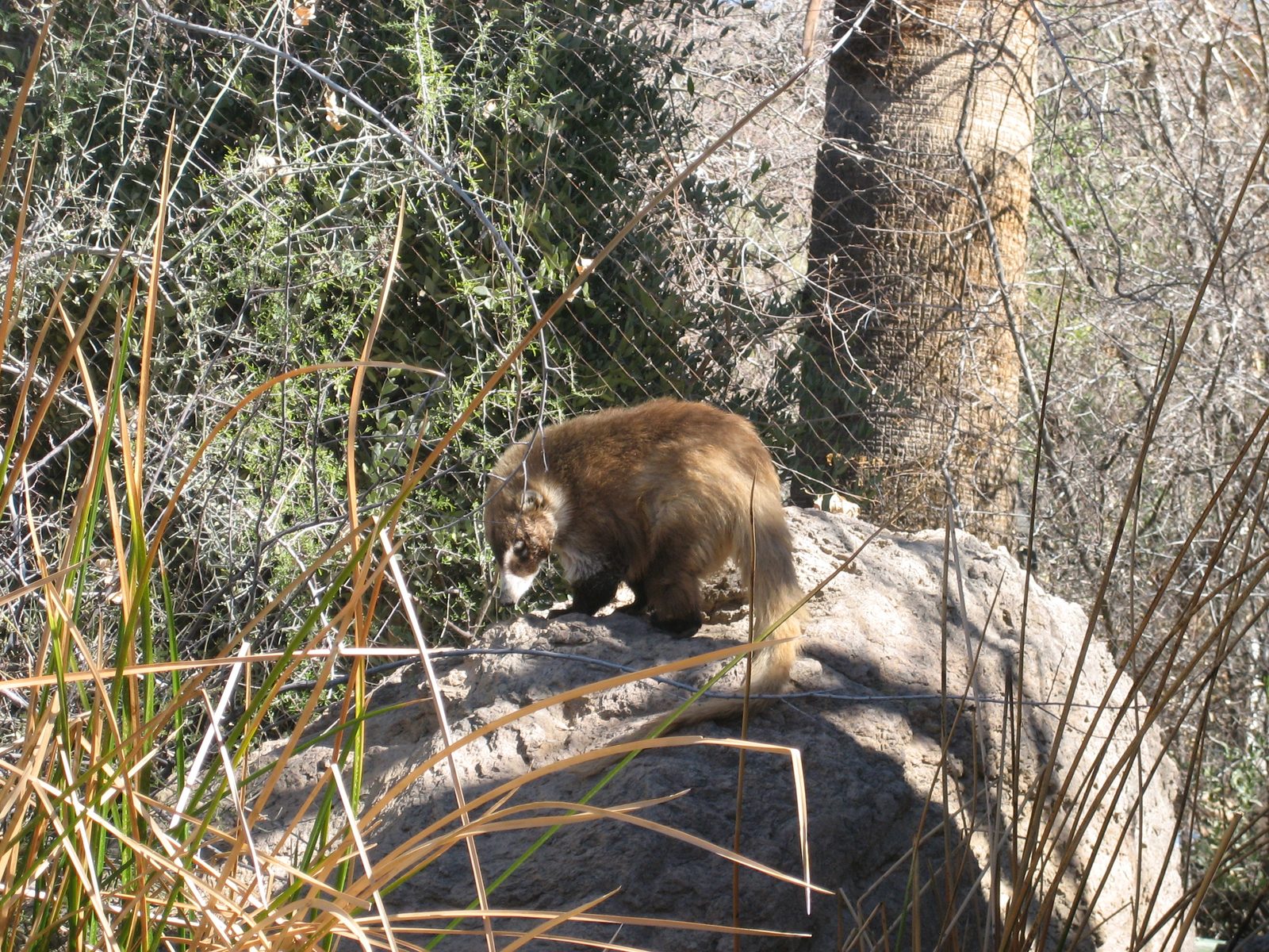 I'm not sure what this animal is.