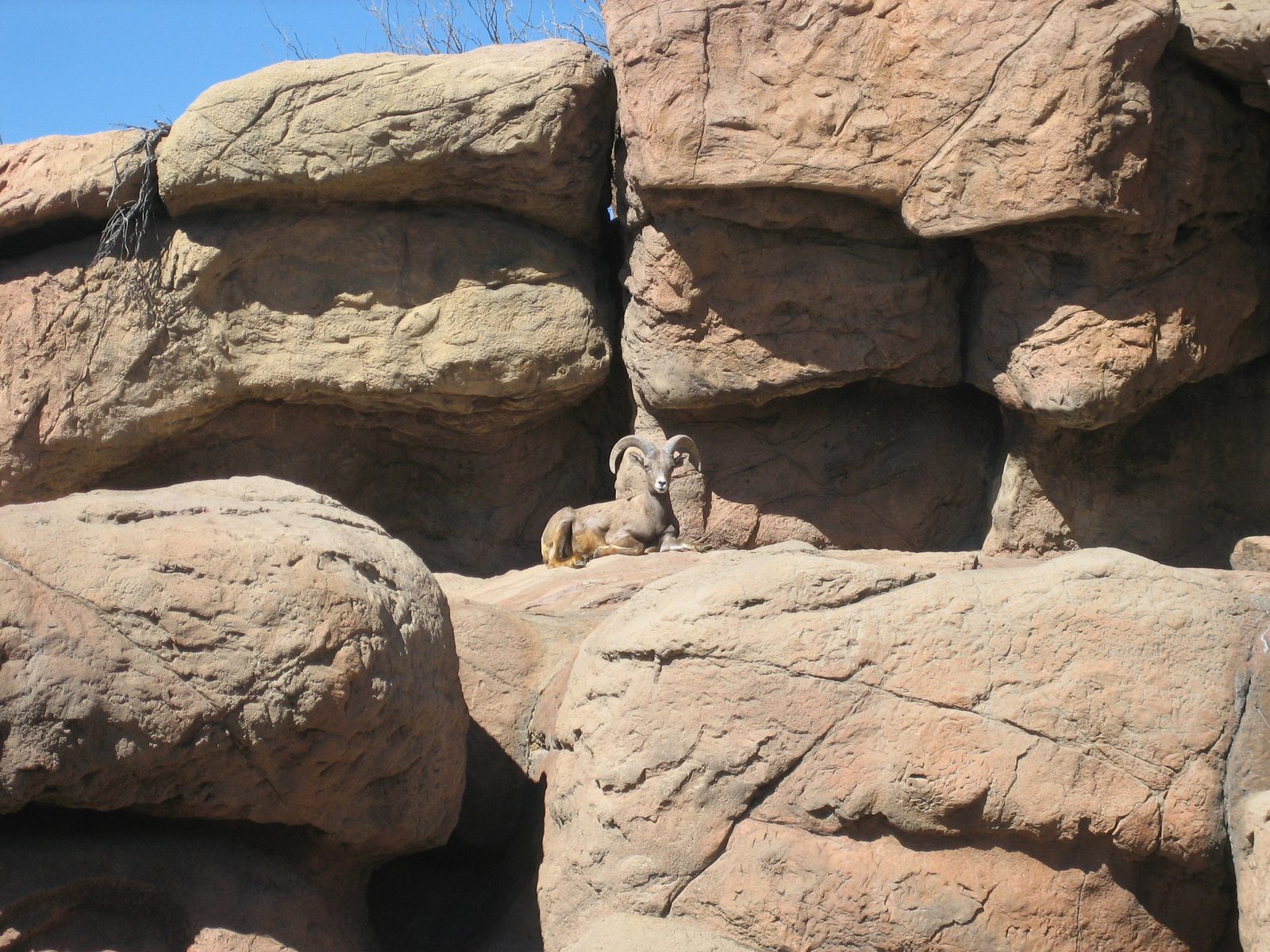 Big-horned sheep.  As John pointed out, however, they aren't very sheep-like.  For instance: no...