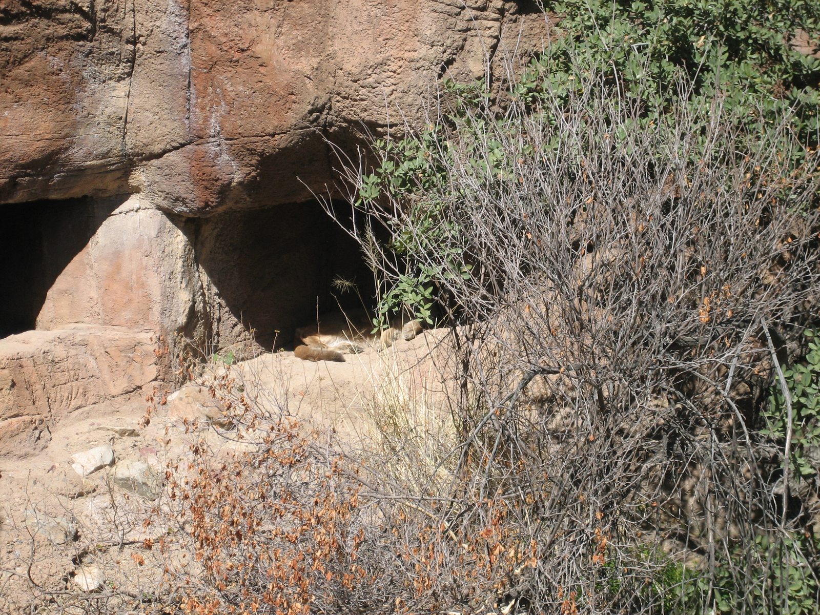 So did the mountain lion.
