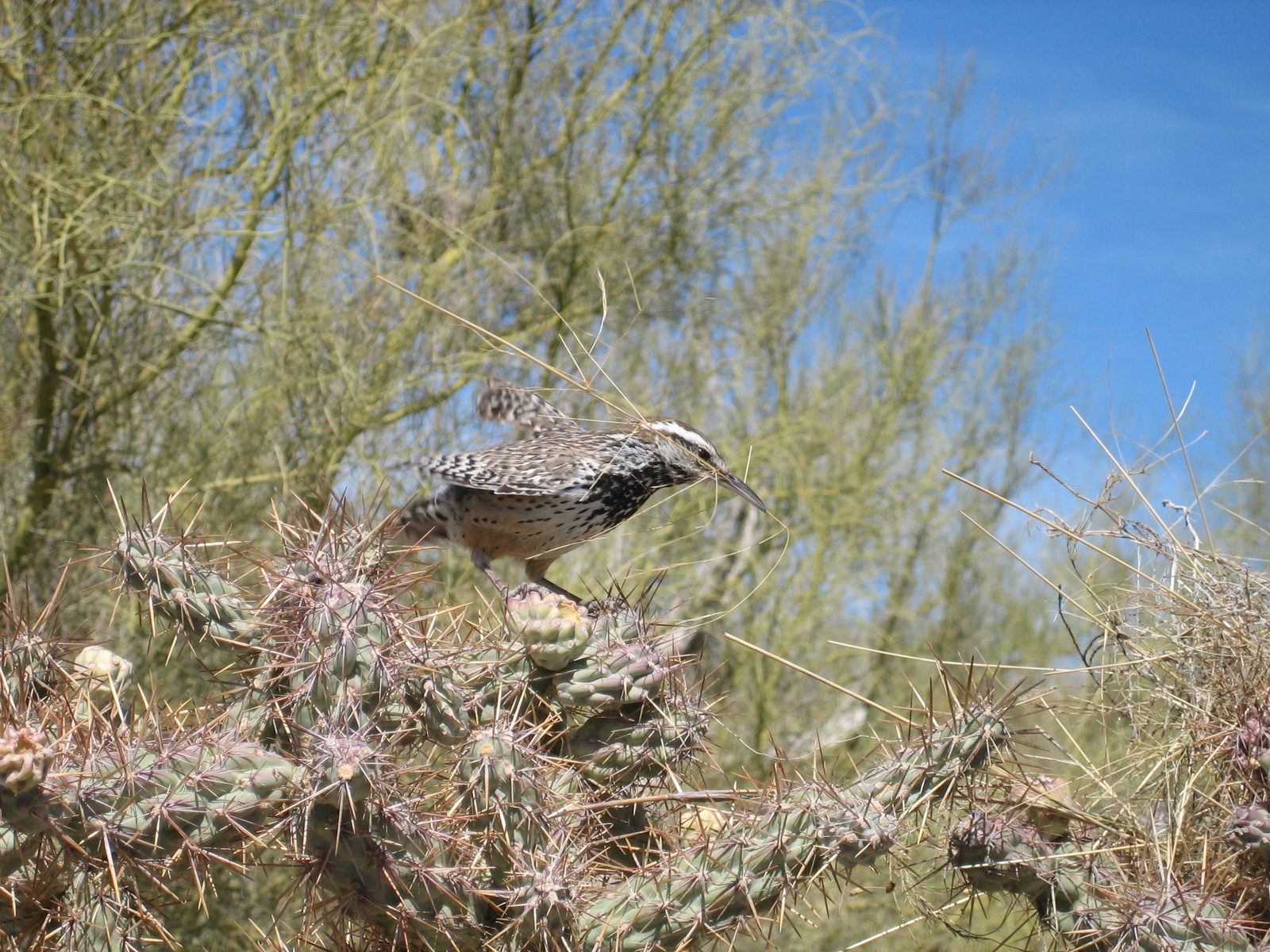 A lady cactus wren returns to her nest with fixins for making it more awesomer.