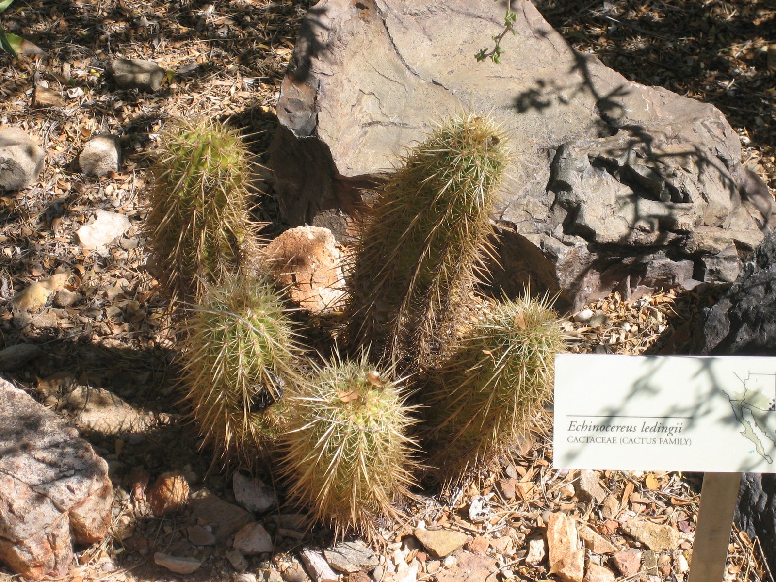 Porcupine cacti.