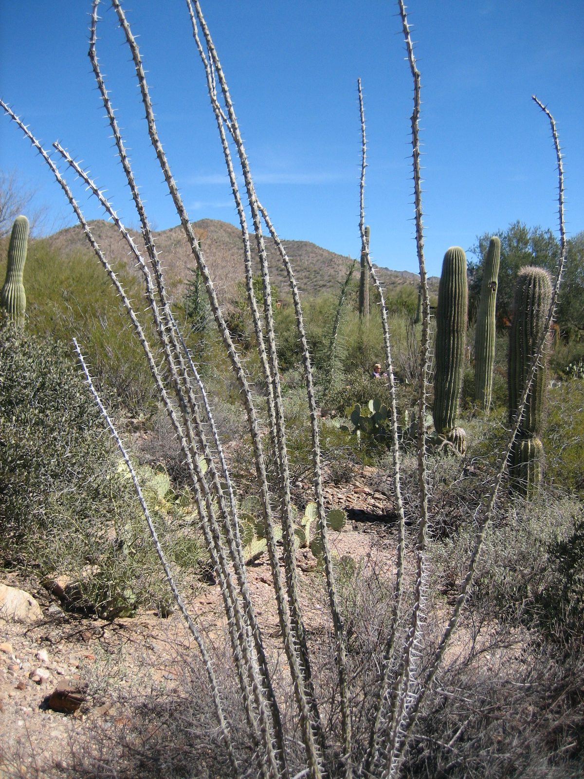 An ocatillo.  NOT a cactus.