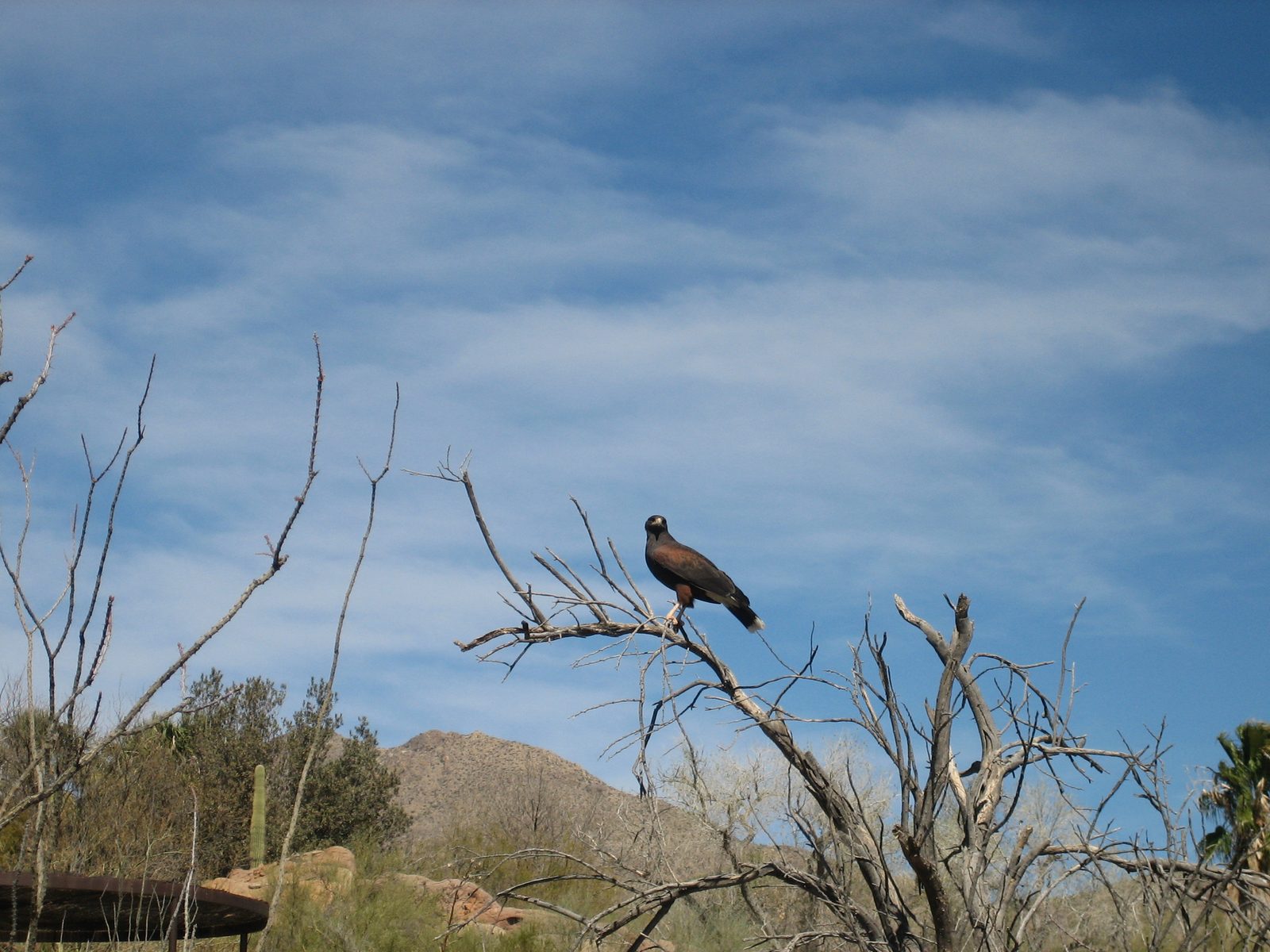 A Harris Hawk during the raptor free flight at the Arizona-Senora Desert Museum.