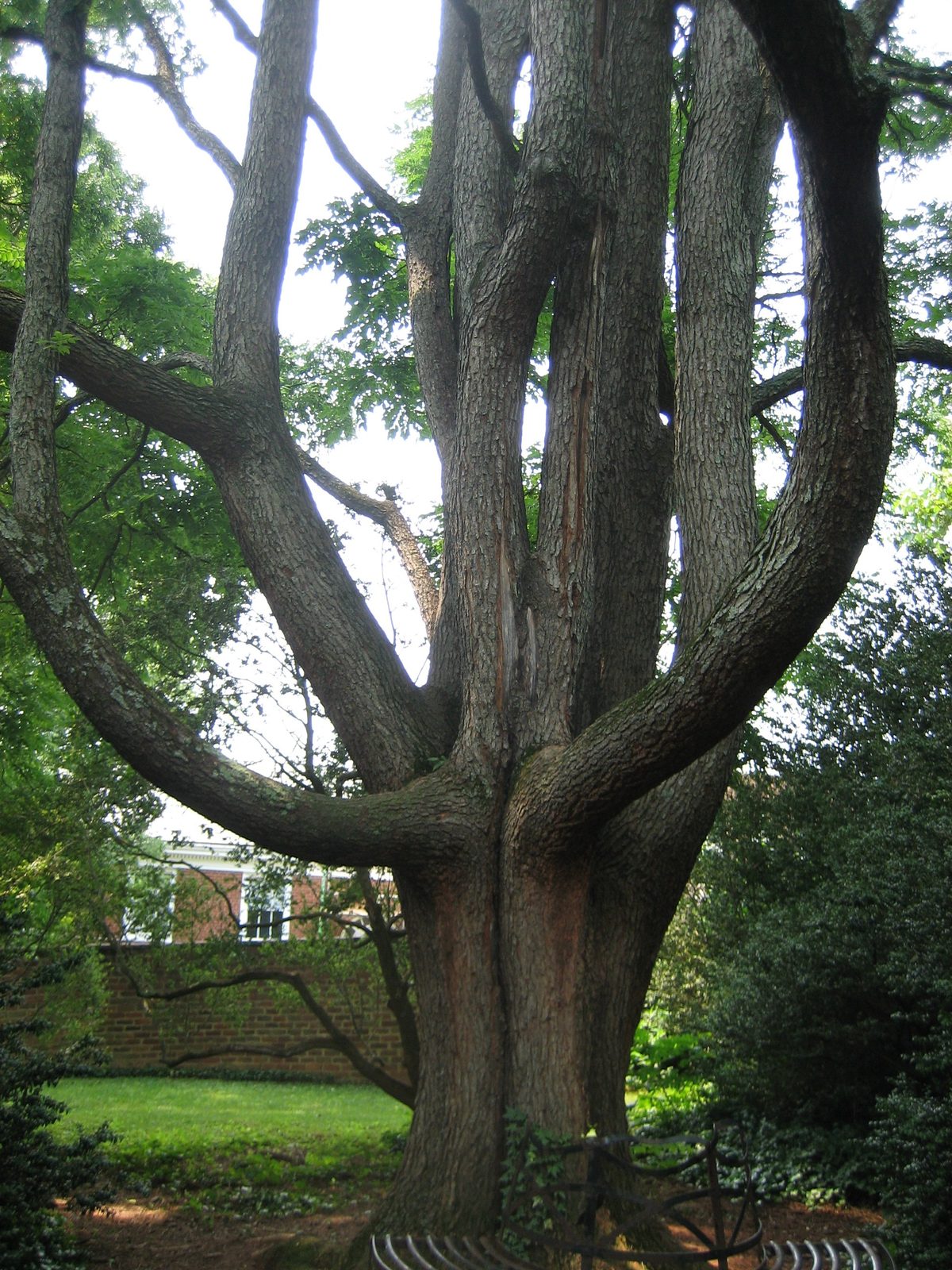 A fun tree in Garden 10.