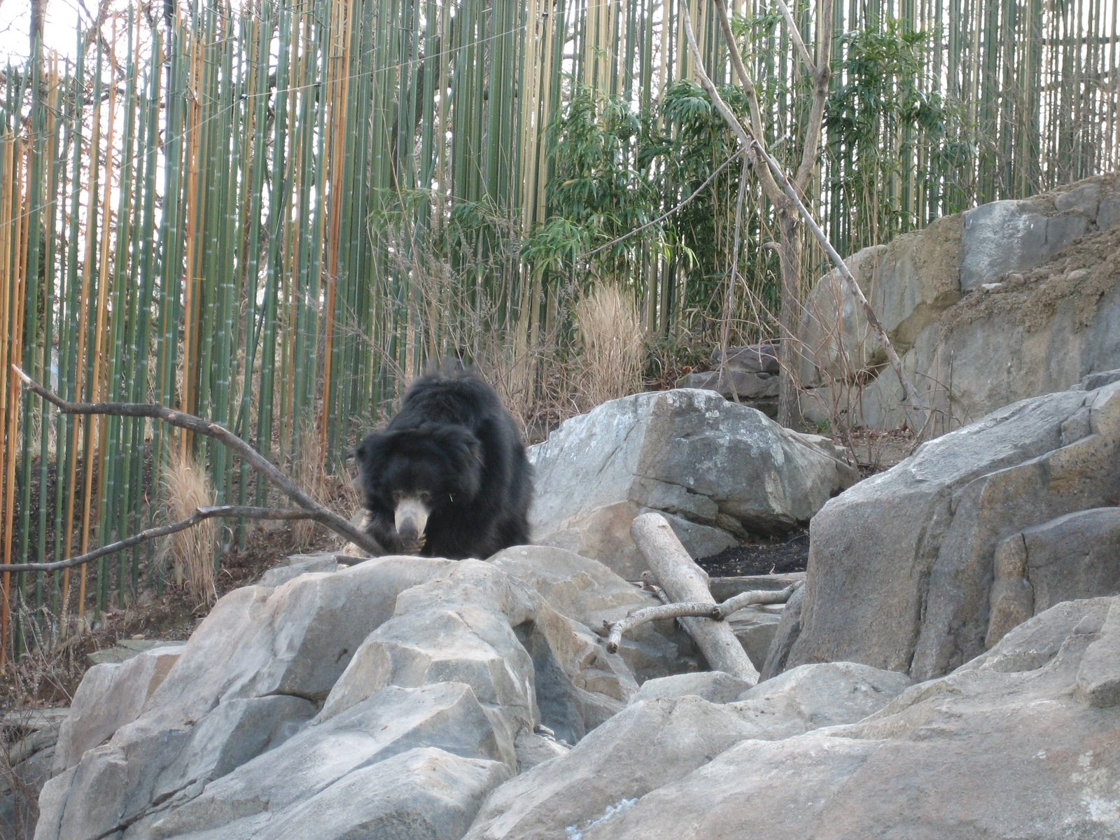A sloth bear.  He was much more active than what I think of when I hear "sloth".