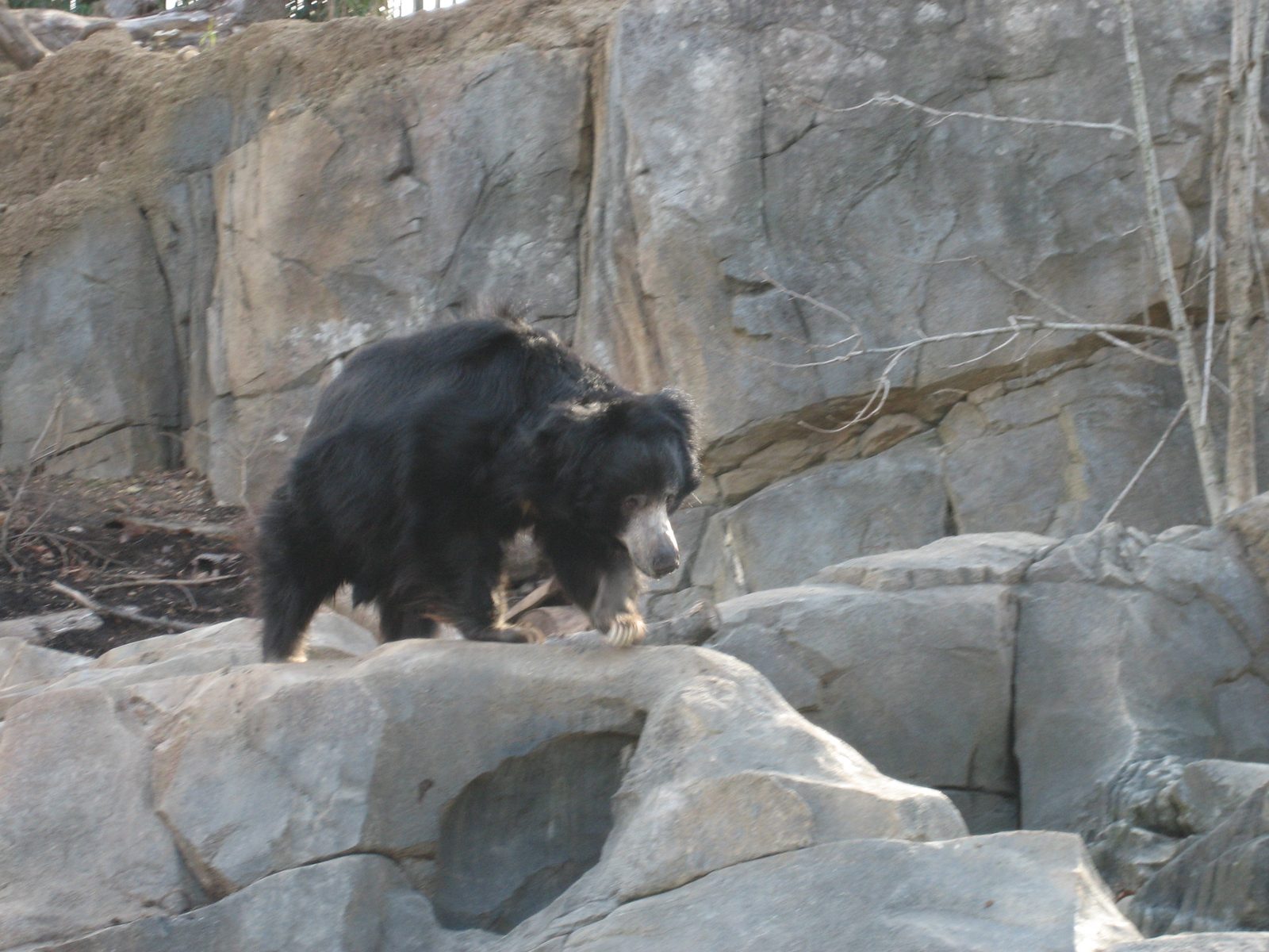 In fact, he mainly just paced around.