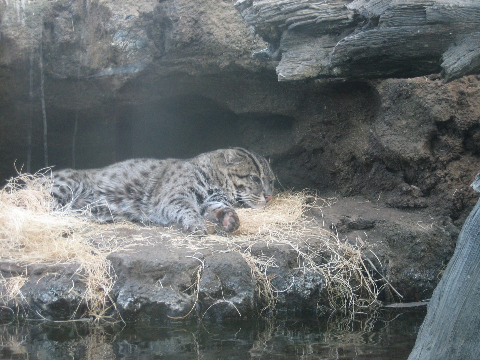 A fishing cat, the largest of the small cats.  So very, very cute, and I would like to take one home.