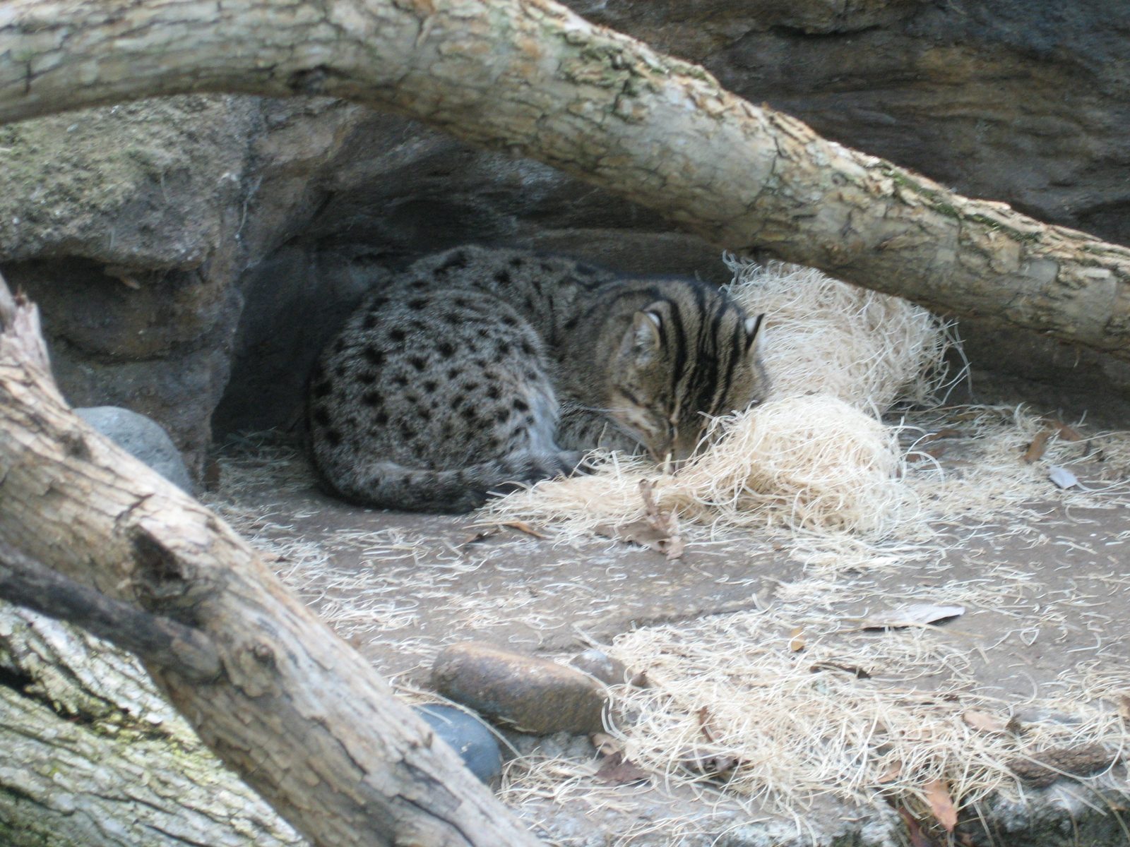 When not sleeping on heated rocks, they do fish sometimes - they'll bat at the water with their...