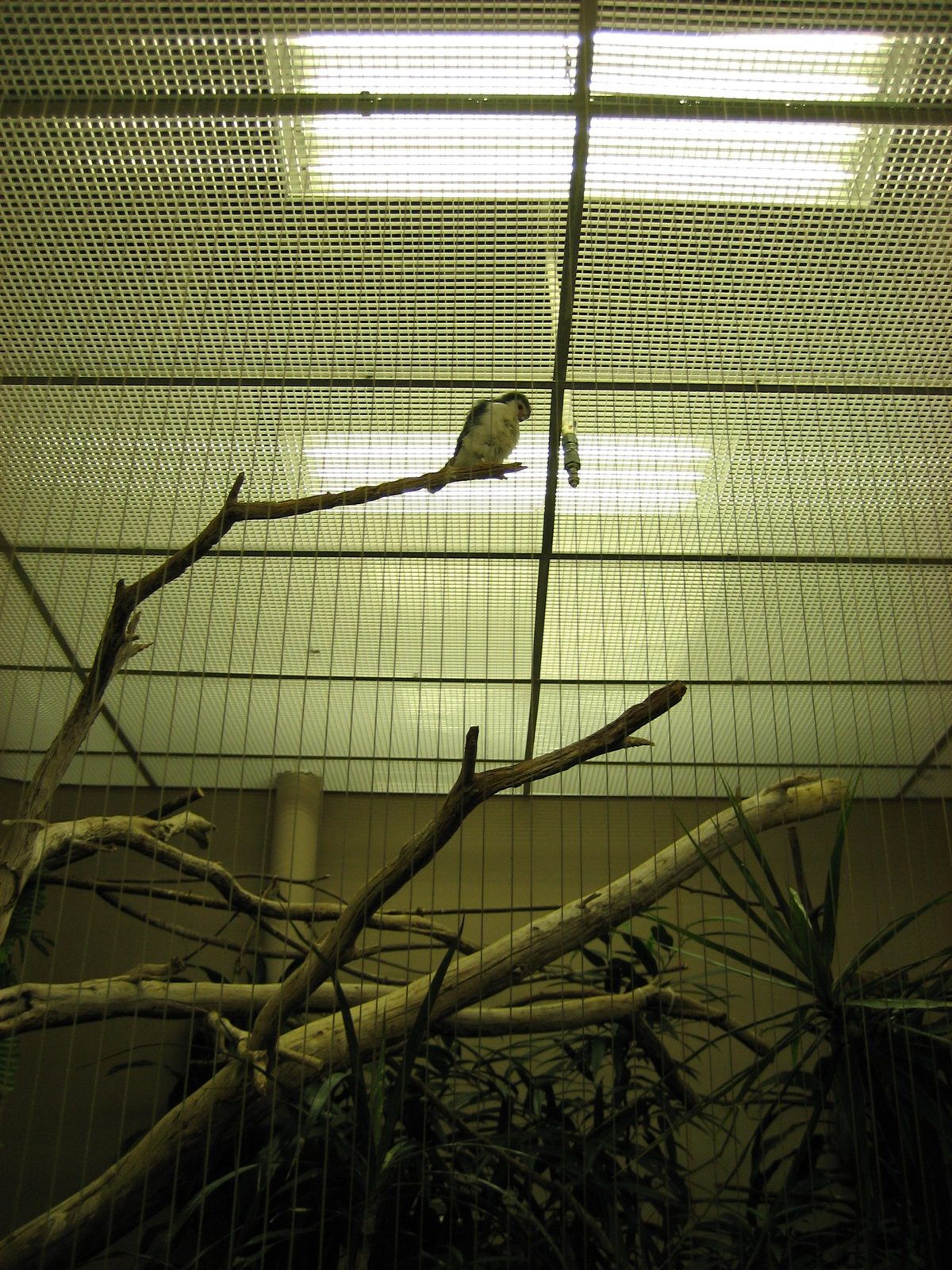 A pygmy falcon.