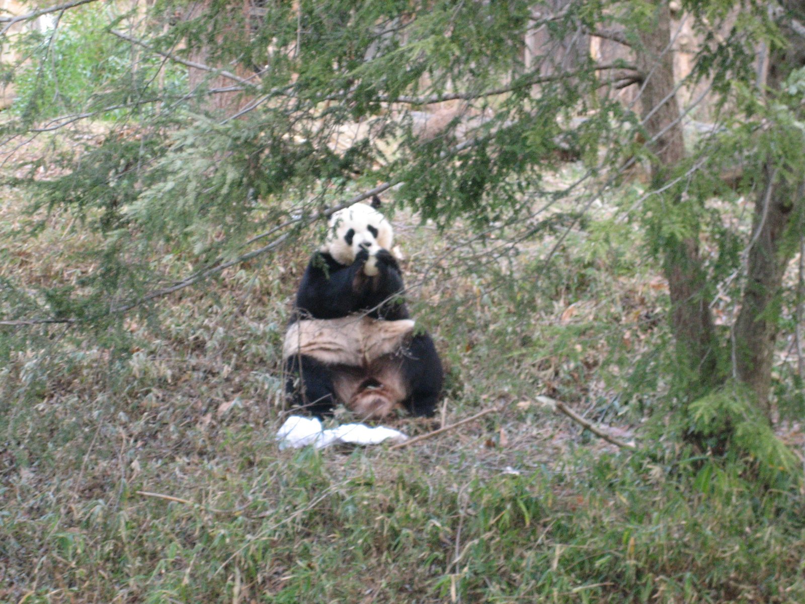 Happy feasting panda.
