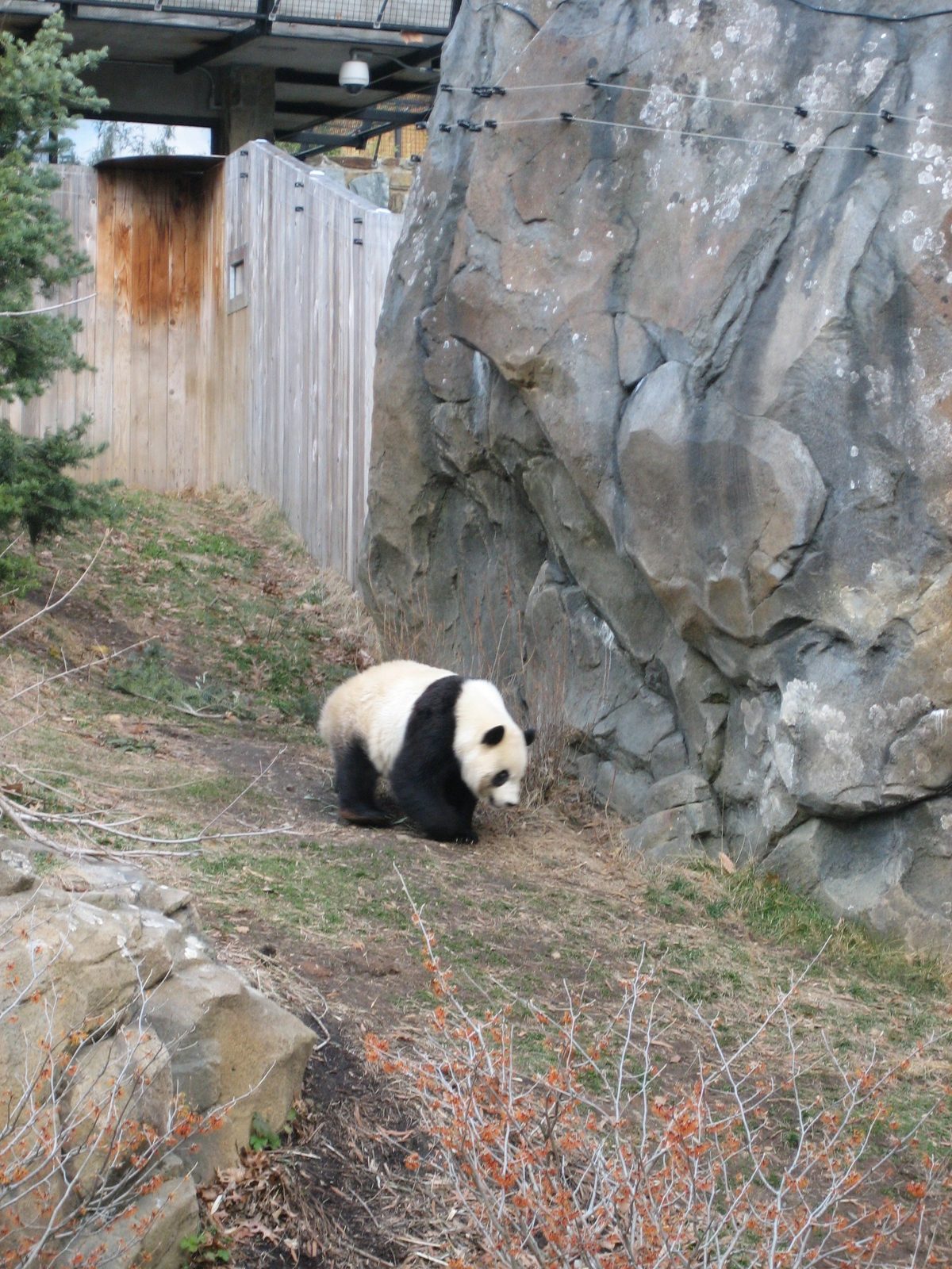 The papa panda was pacing a bit in his pen, I think waiting for bamboo to appear.
