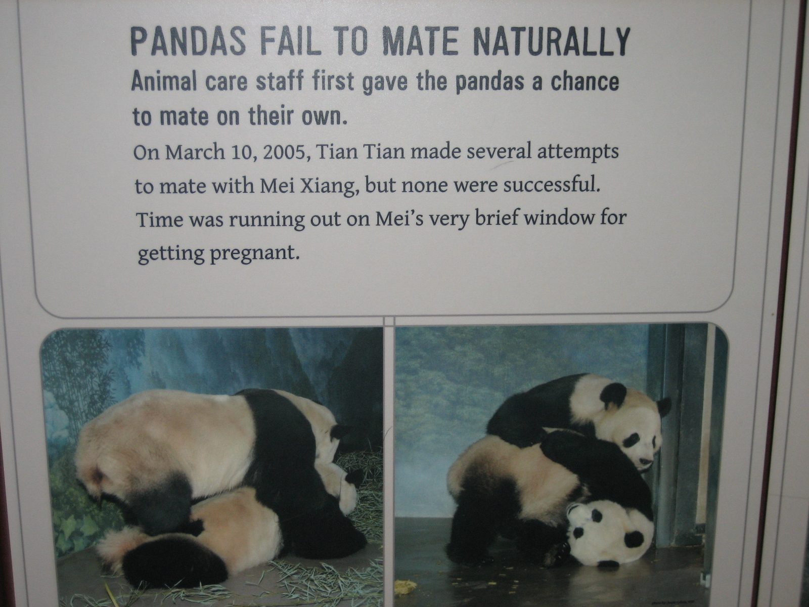 An exhibit about the baby-panda-in-residence began by explaining how it could not be conceived...