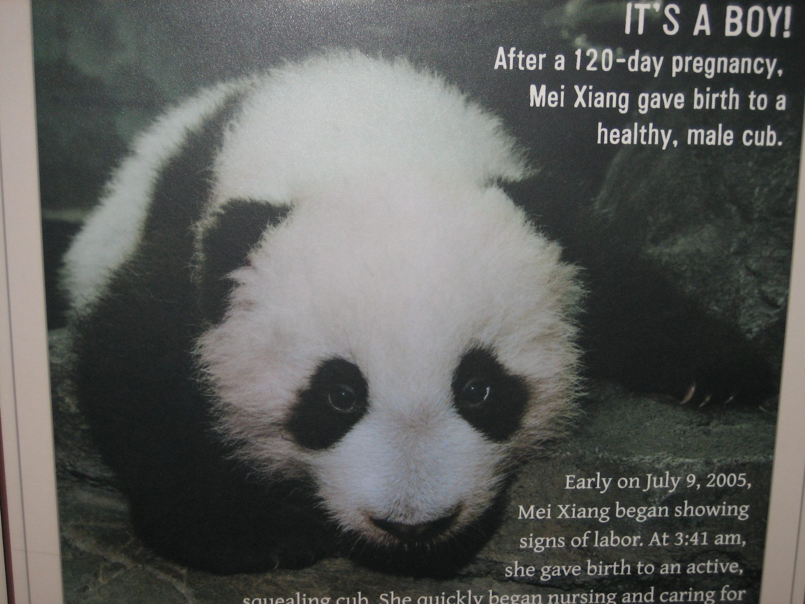 Then, many pictures of an adorable little squirt of a panda were shown.