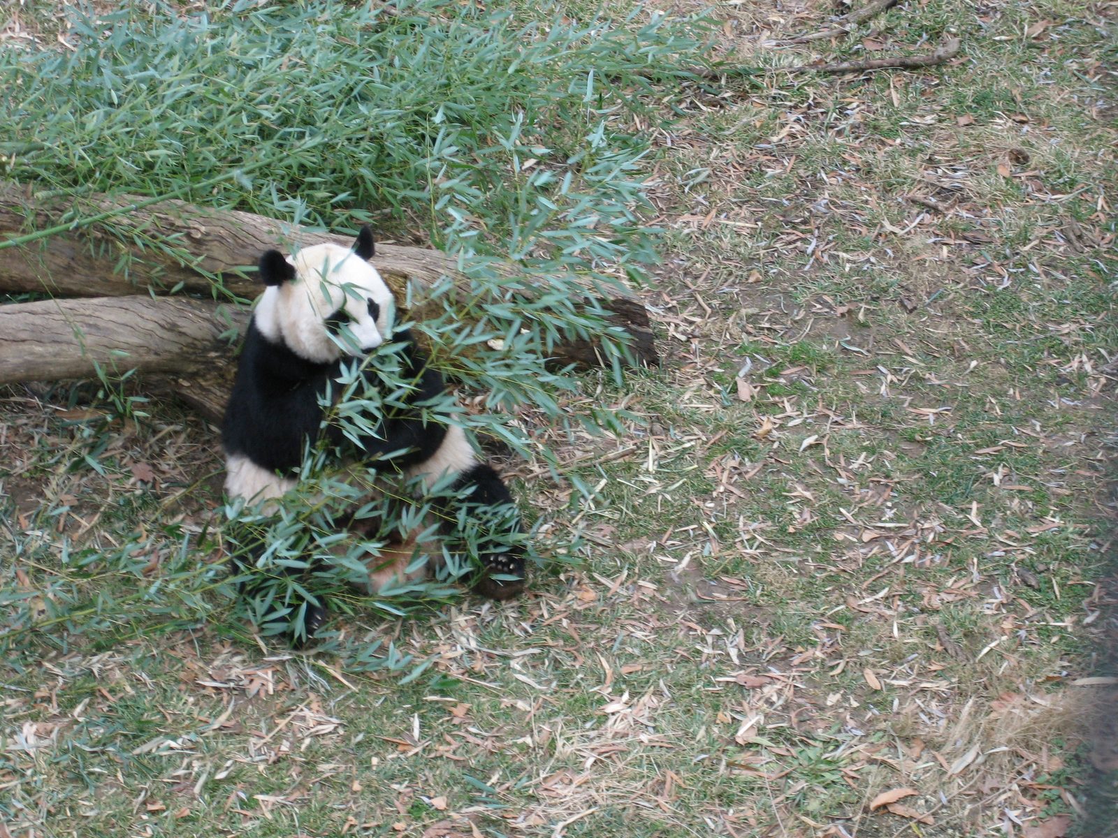 Mama panda feasting on bamboo