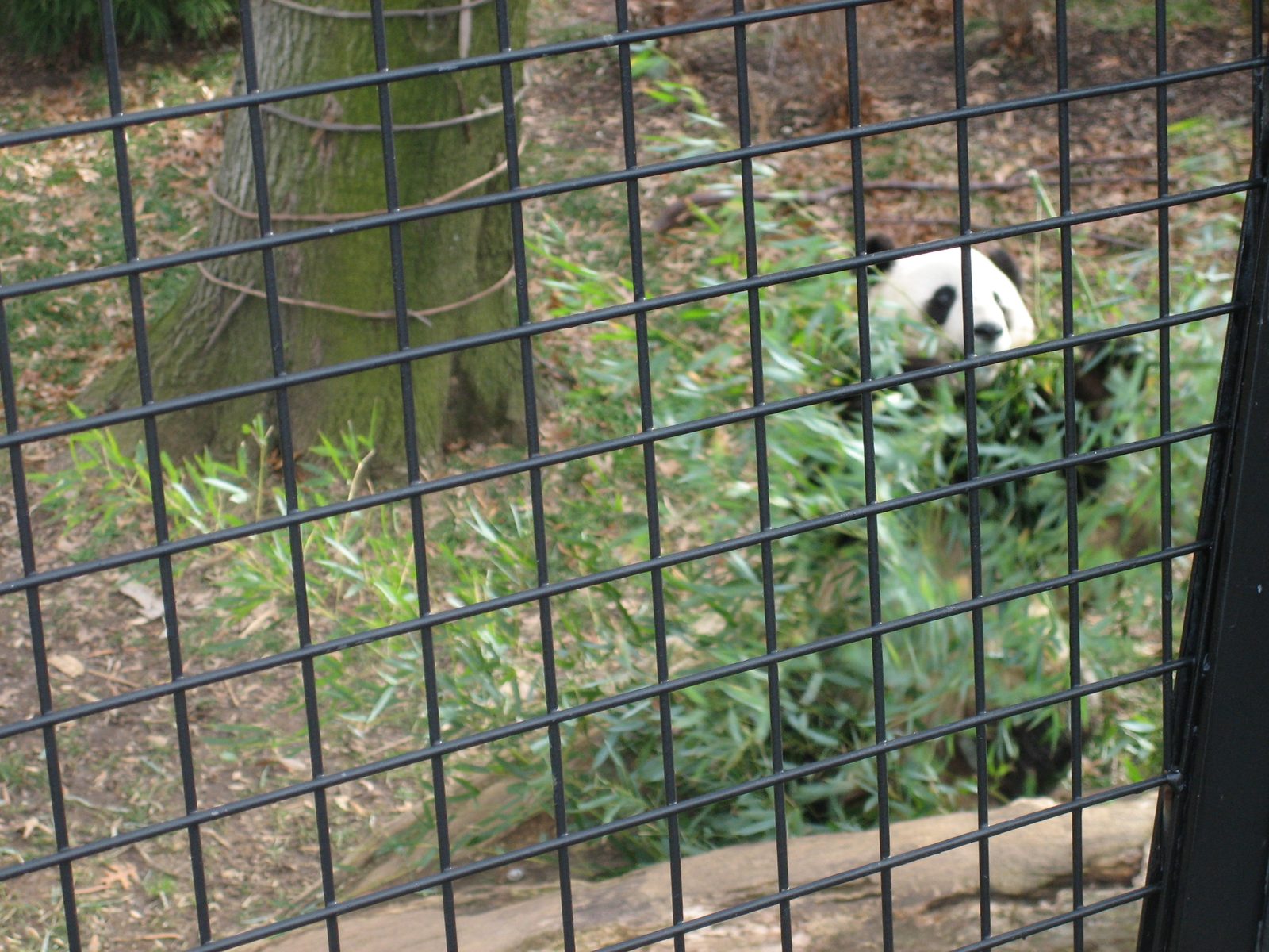 I cannot imagine how many pounds of bamboo these bears eat a day.  I also cannot imagine how...