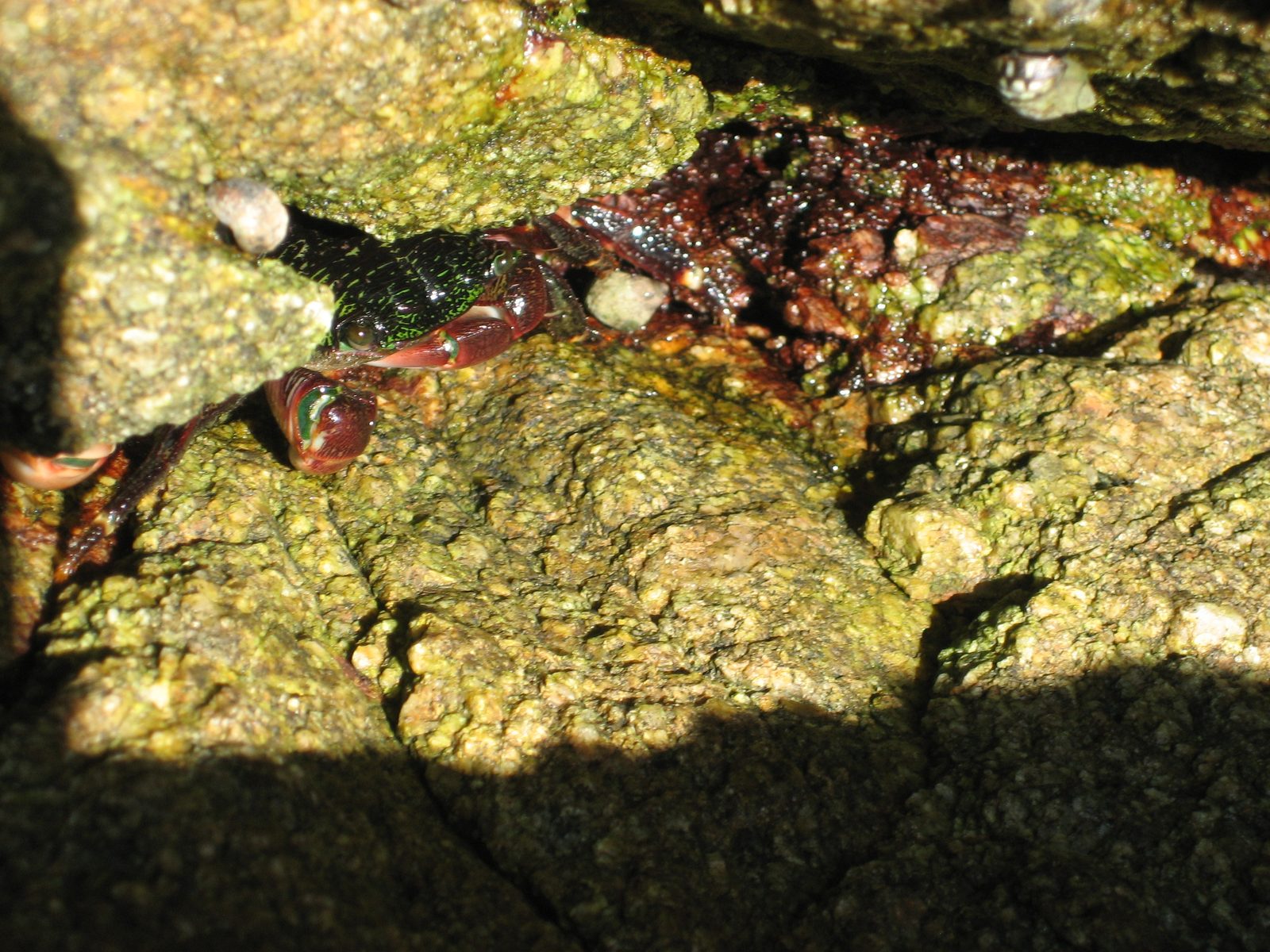 Mr. Crab says hello.  So do his 10 friends in under those rocks.