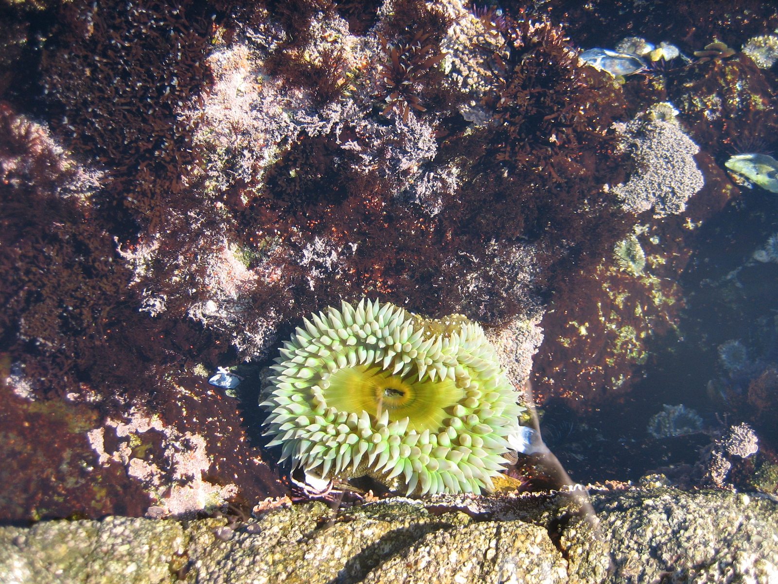 Huge sea anemone!