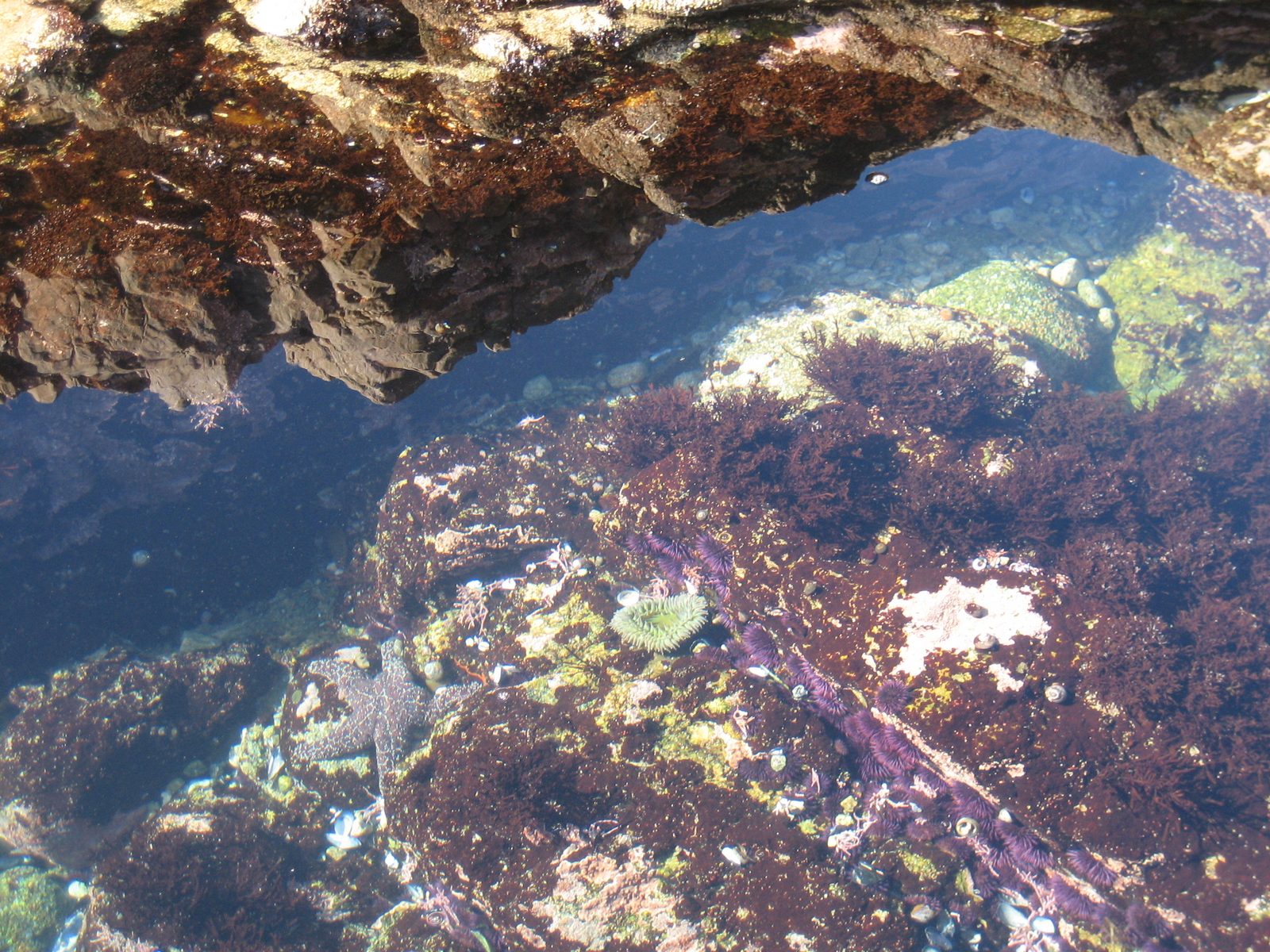 Looking down into the tide pool at a starfish, sea anenome, and sea urchins, along with the...