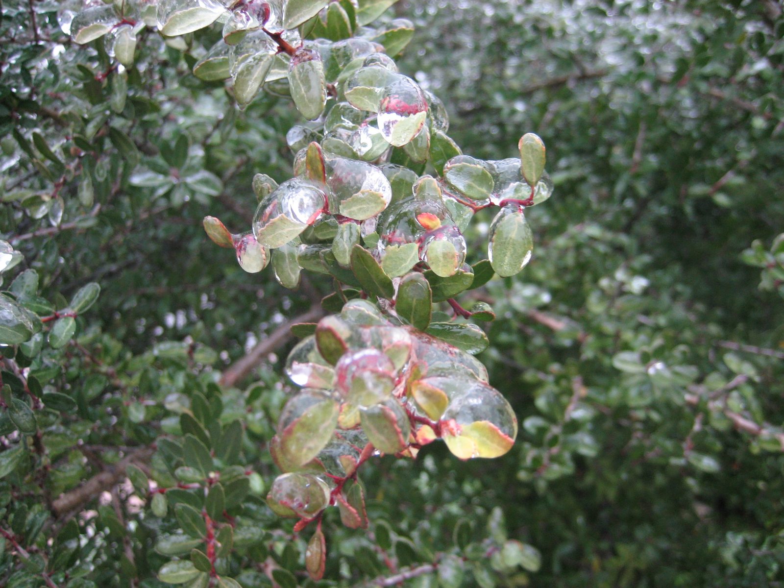 Also of bushes and flowers and leaves.  I have a lot of pictures like this; beware (and I'm...