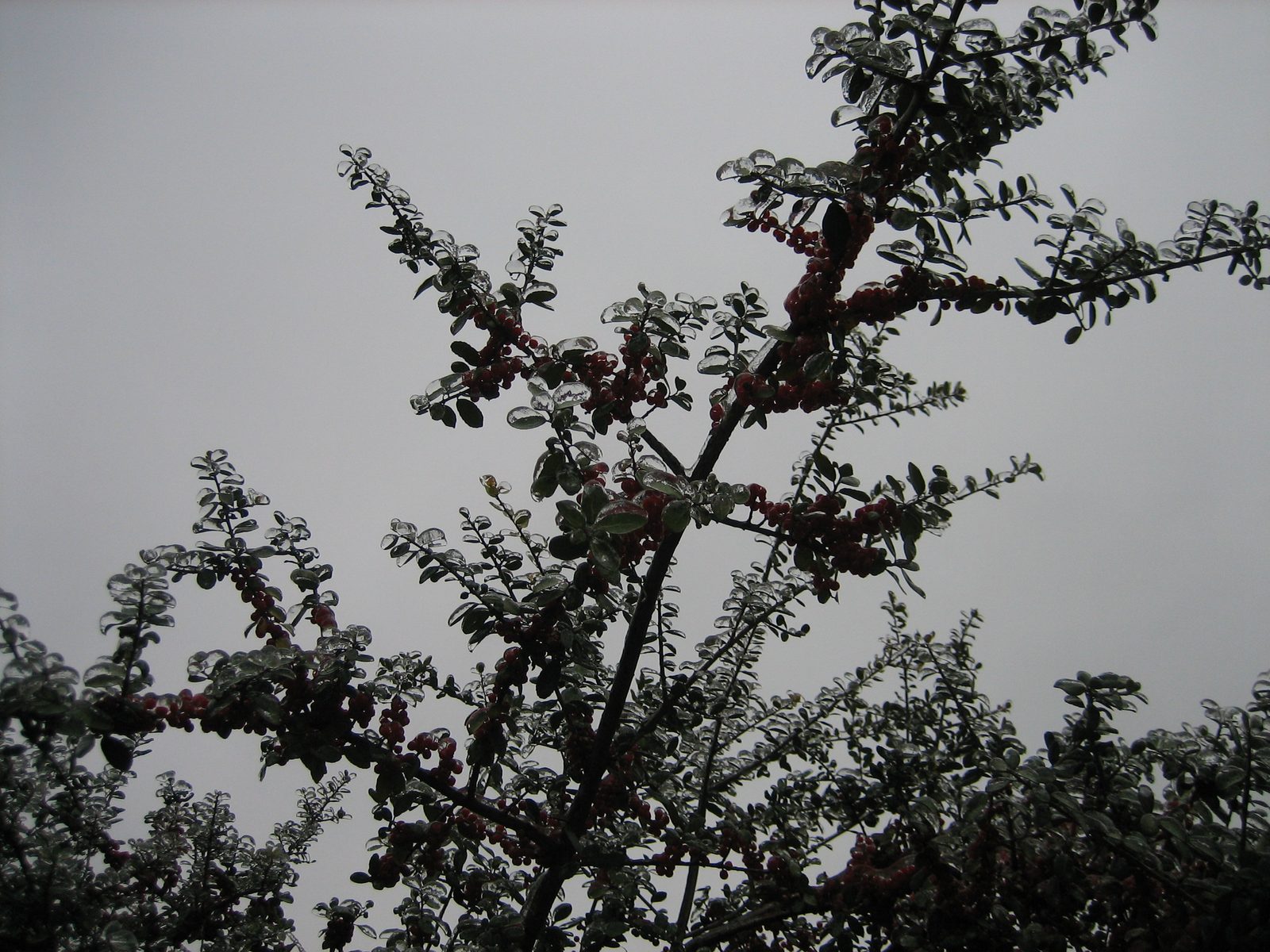 Frozen bush silhouetted on a gray, gray sky.  Sun? What is that?