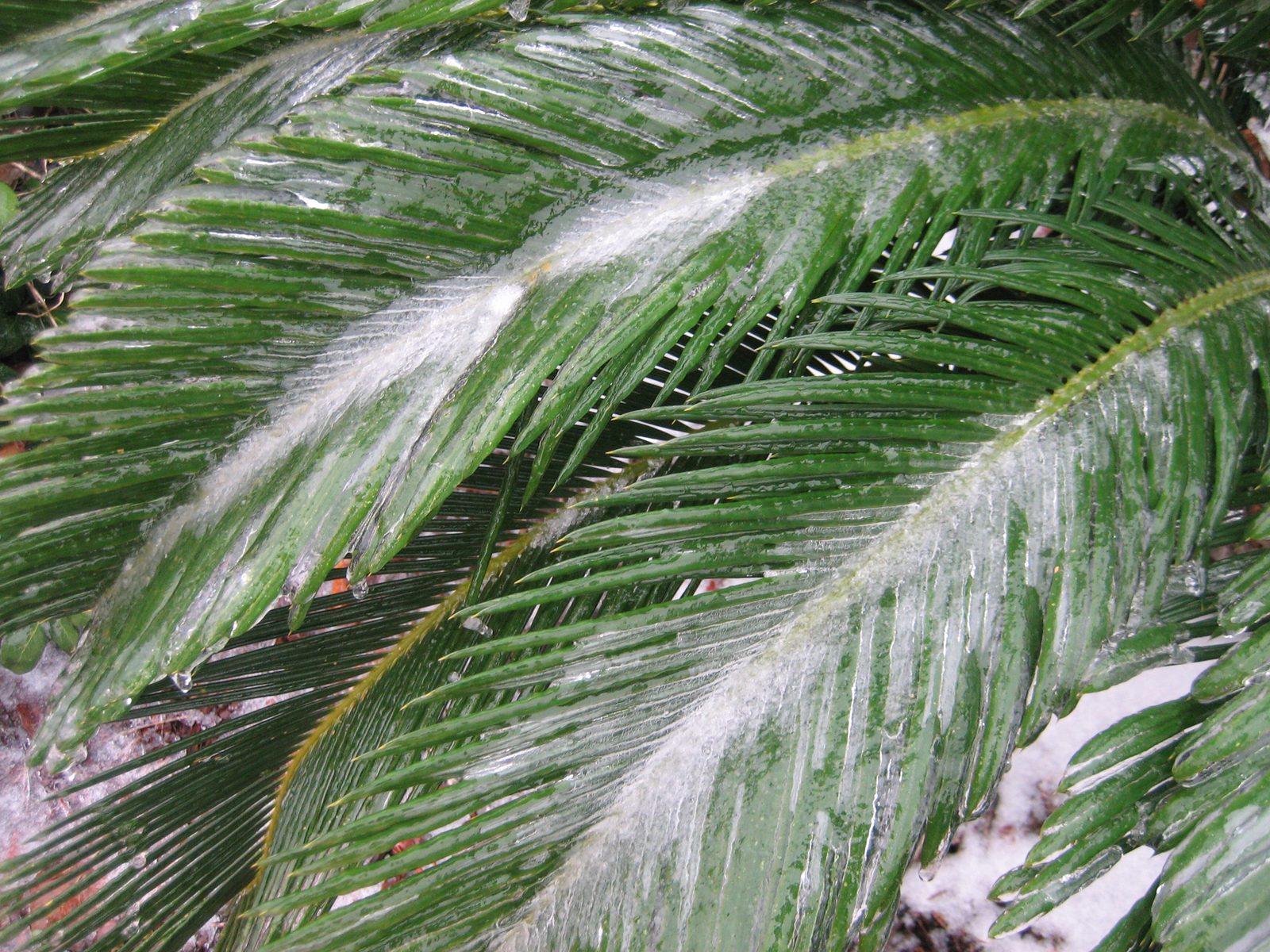 Poor, unhappy palm-like plant.
