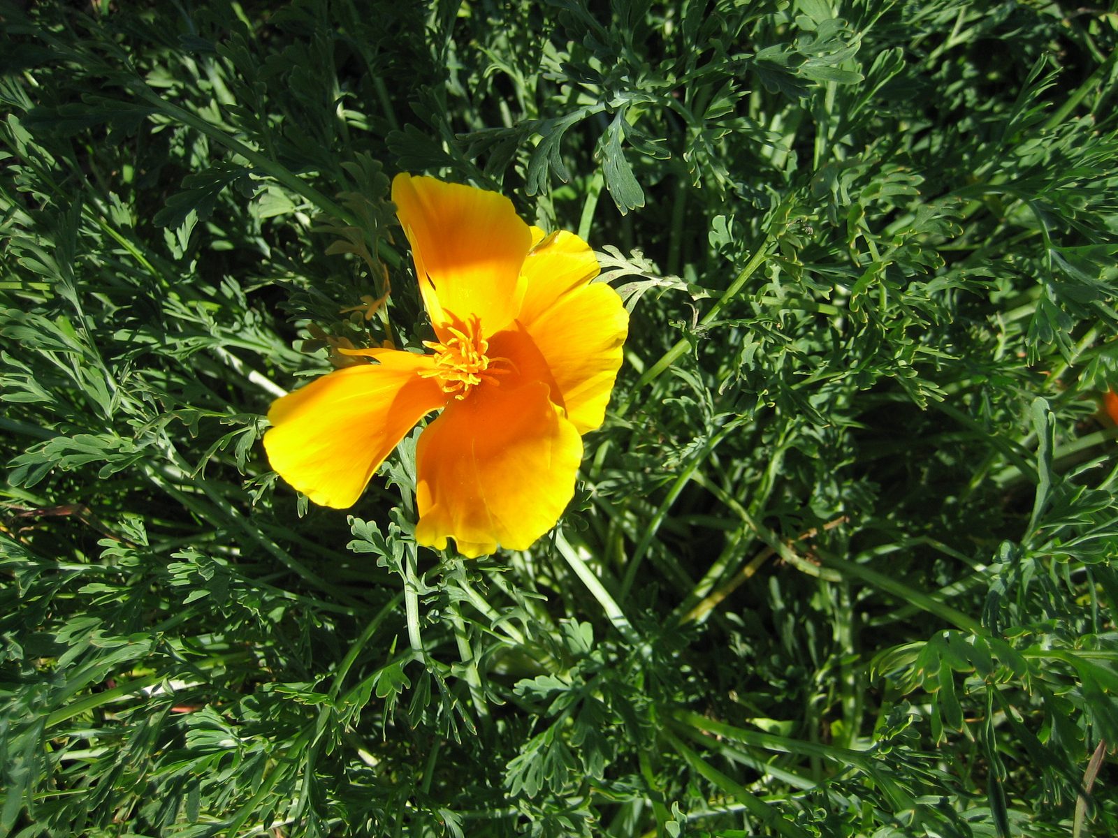 A California poppy (the state flower).
