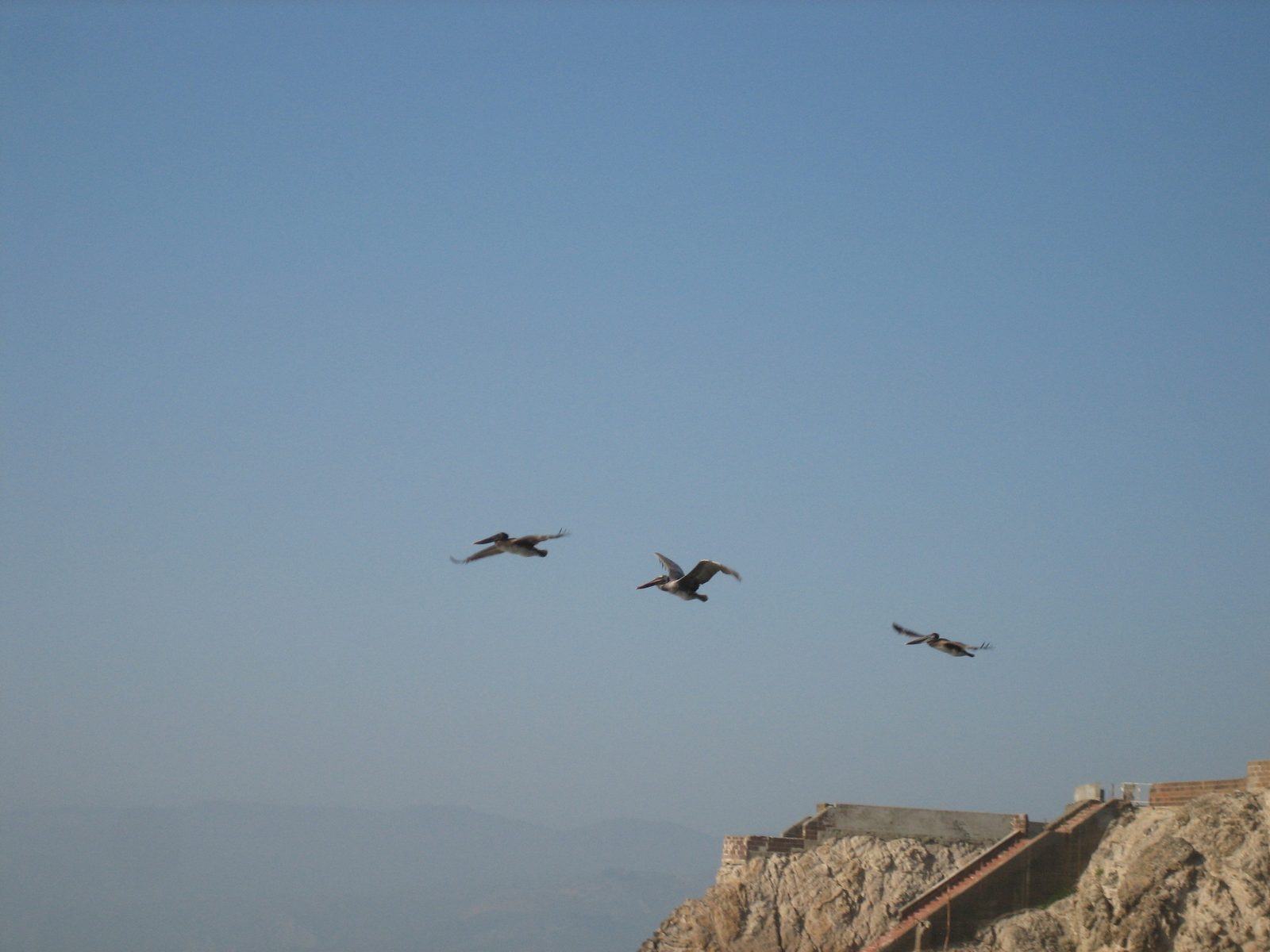 Pelicans!  We were hoping to see them eat some fish.  They did not oblige.