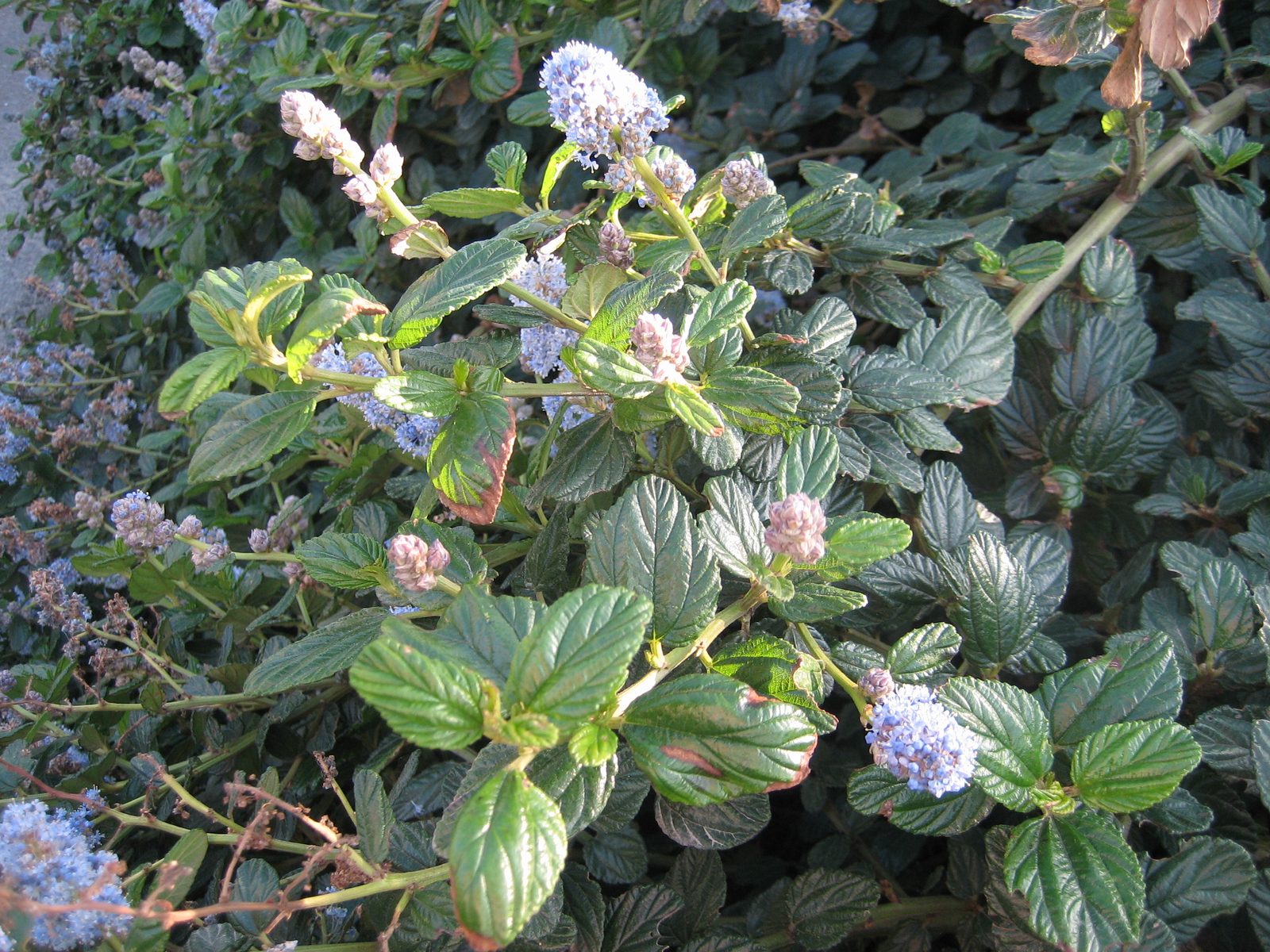 Mom, just curious - do you know what kind of flower this is?  It smelled very nice.