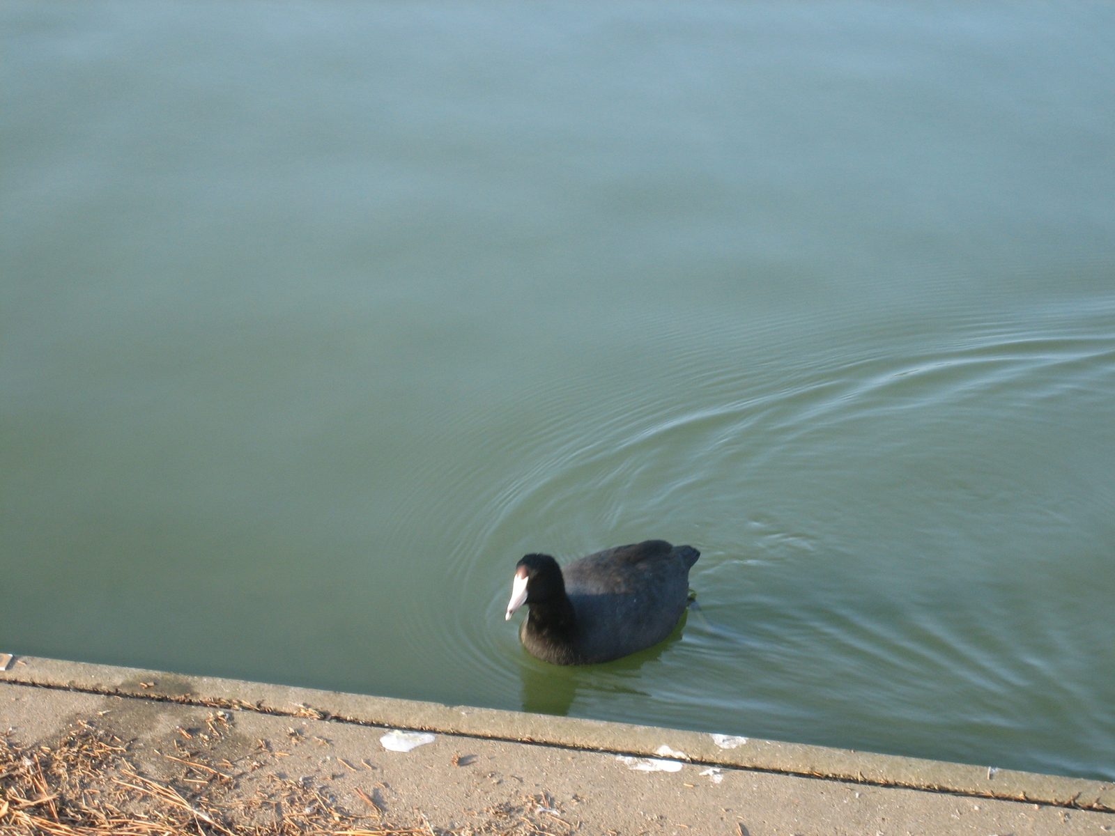Again - Mom, any idea what kind of duck this is?