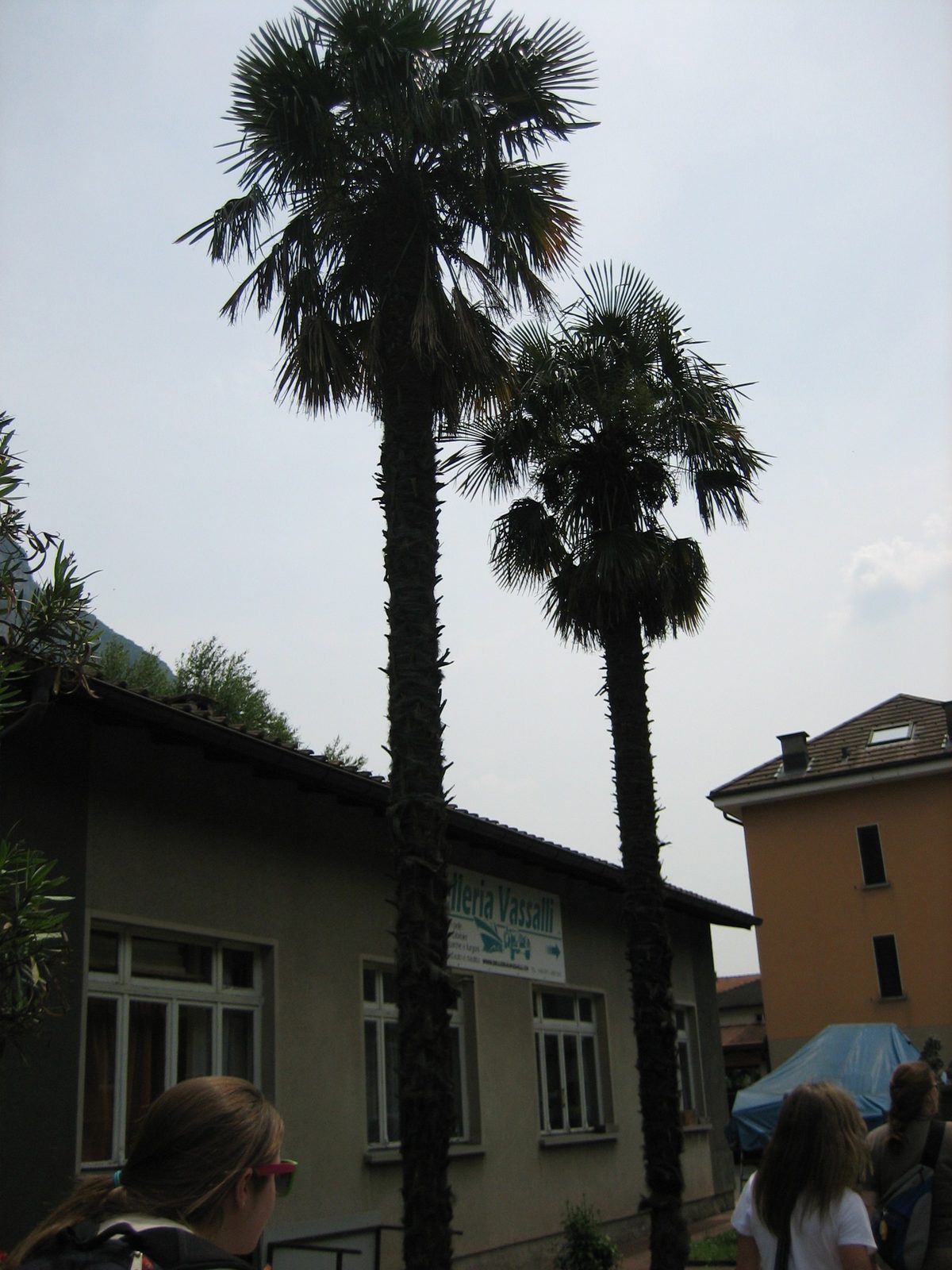 On our way to go hiking on Thursday afternoon.  Who knew palm trees could grow in Switzerland??