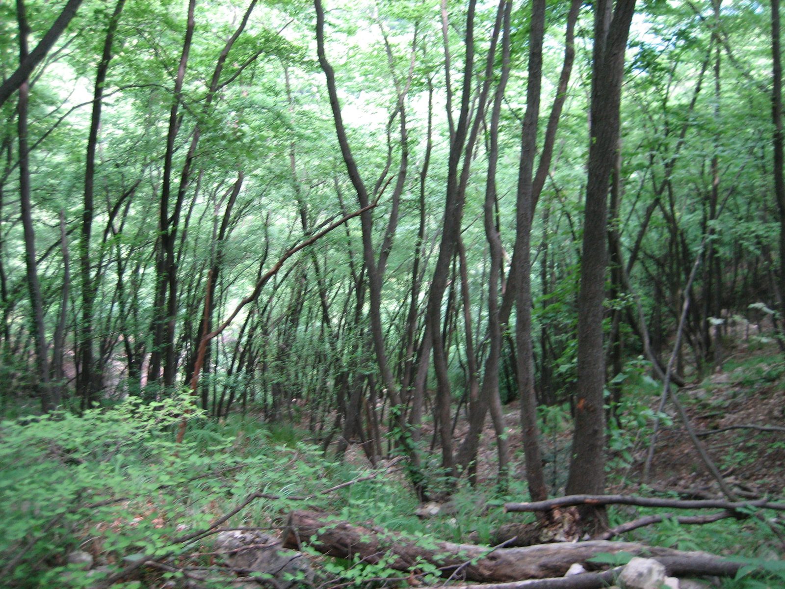This picture does not show this well, but these trees were growing perpendicular to the ground...