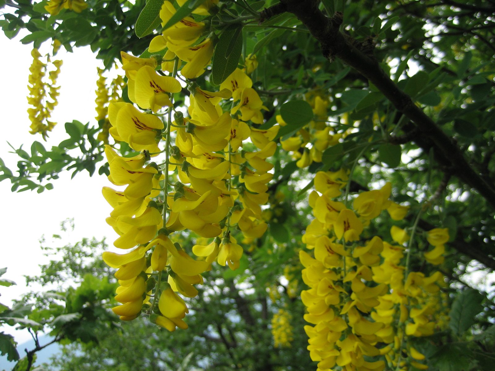 Purty fleurs, as some would say.  Kind of like lilacs, but yellow, and not fragrant.