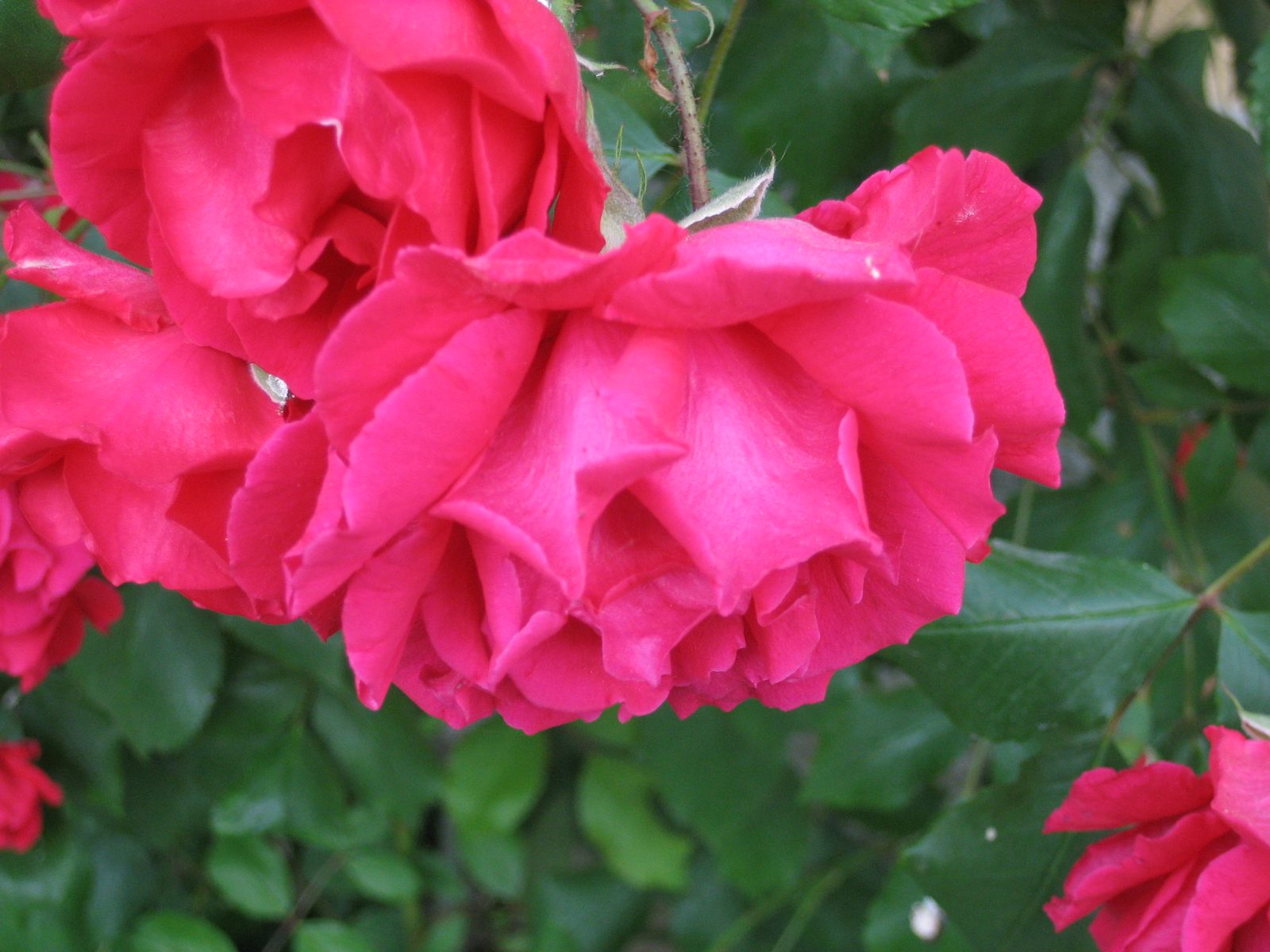 Close-up of the roses.
