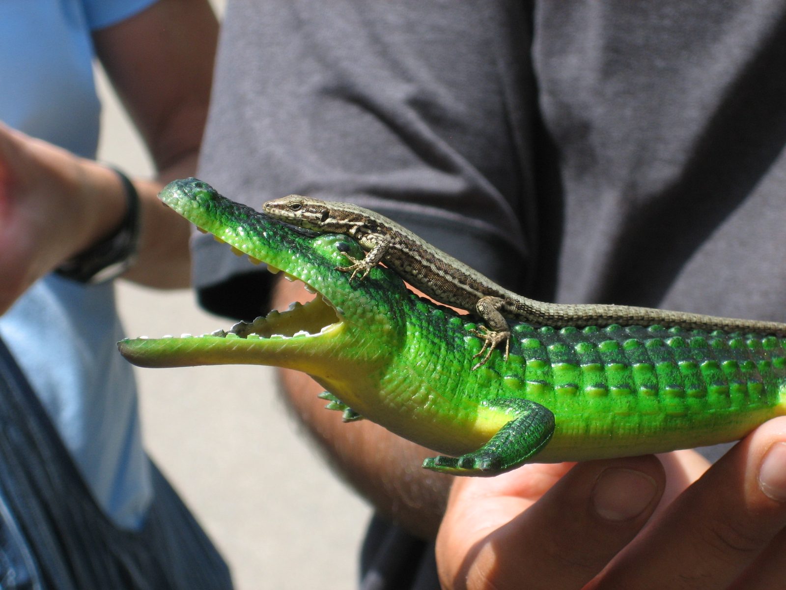 Schnappy the plastic gator (from a previous trip) meets lizard-y the real lizard, who tried to...