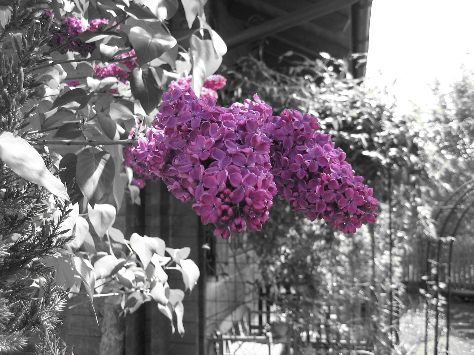 Here, I practiced more with the single-color focus with my camera.  I love this picture; I feel...
